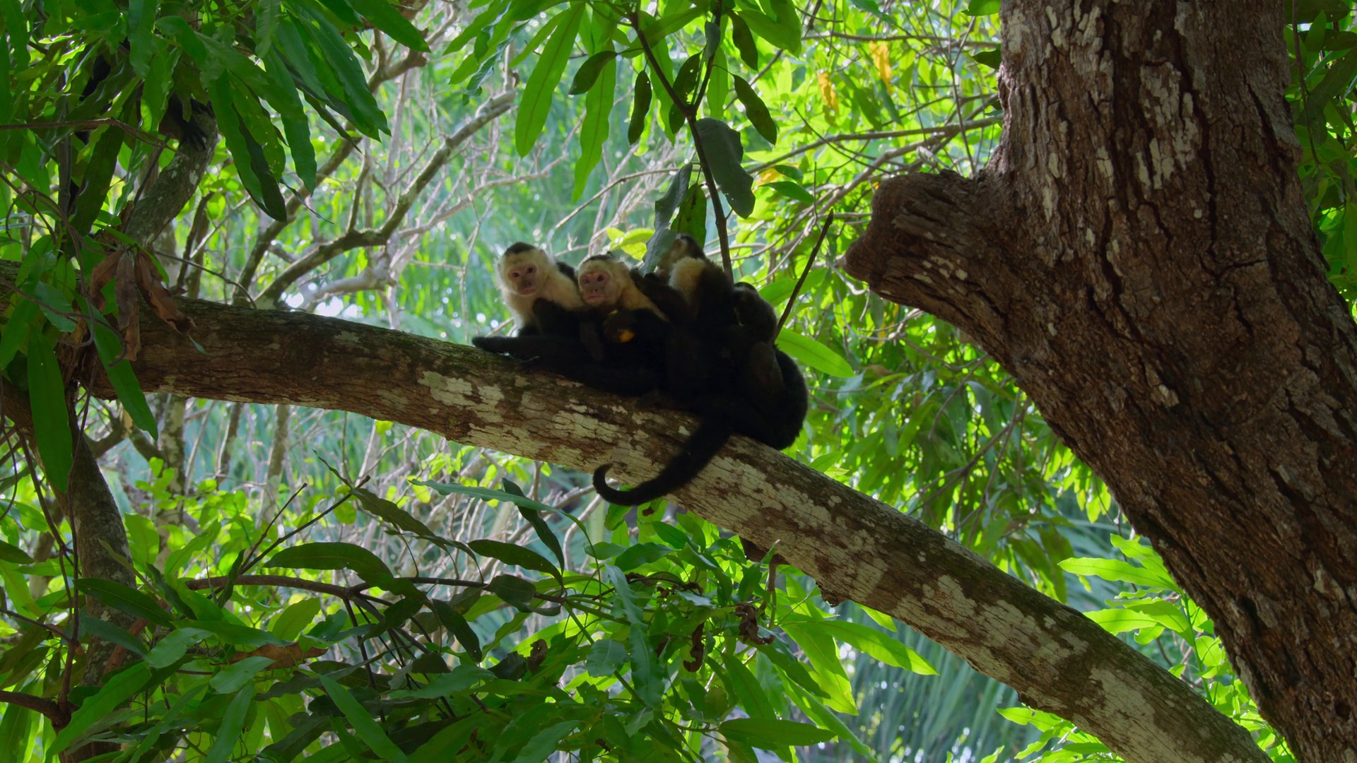 Inheriting the Earth (2023) —  shot,  lighting