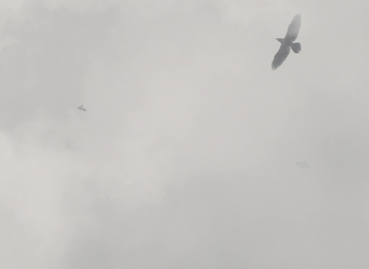 The Tragedy of Macbeth (2021) —  shot,  lighting