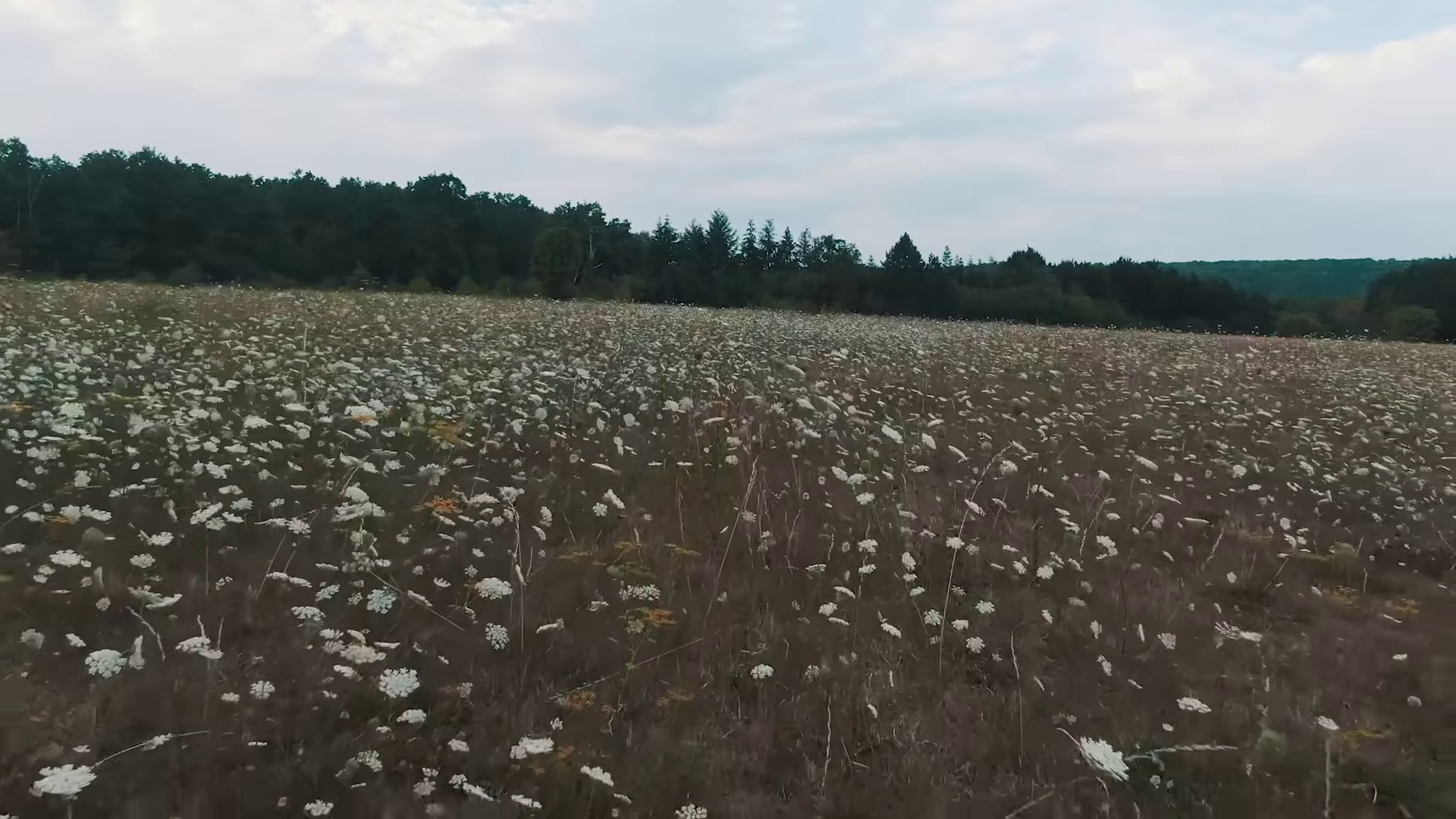 MONTRE (2020) —  shot,  lighting