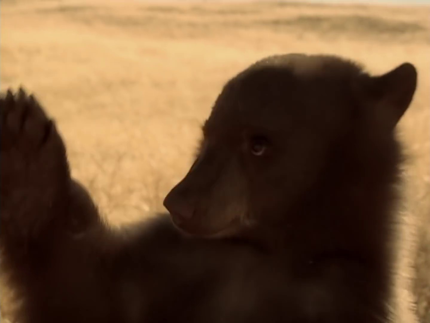 Island In The Sun (2009) —  shot,  lighting