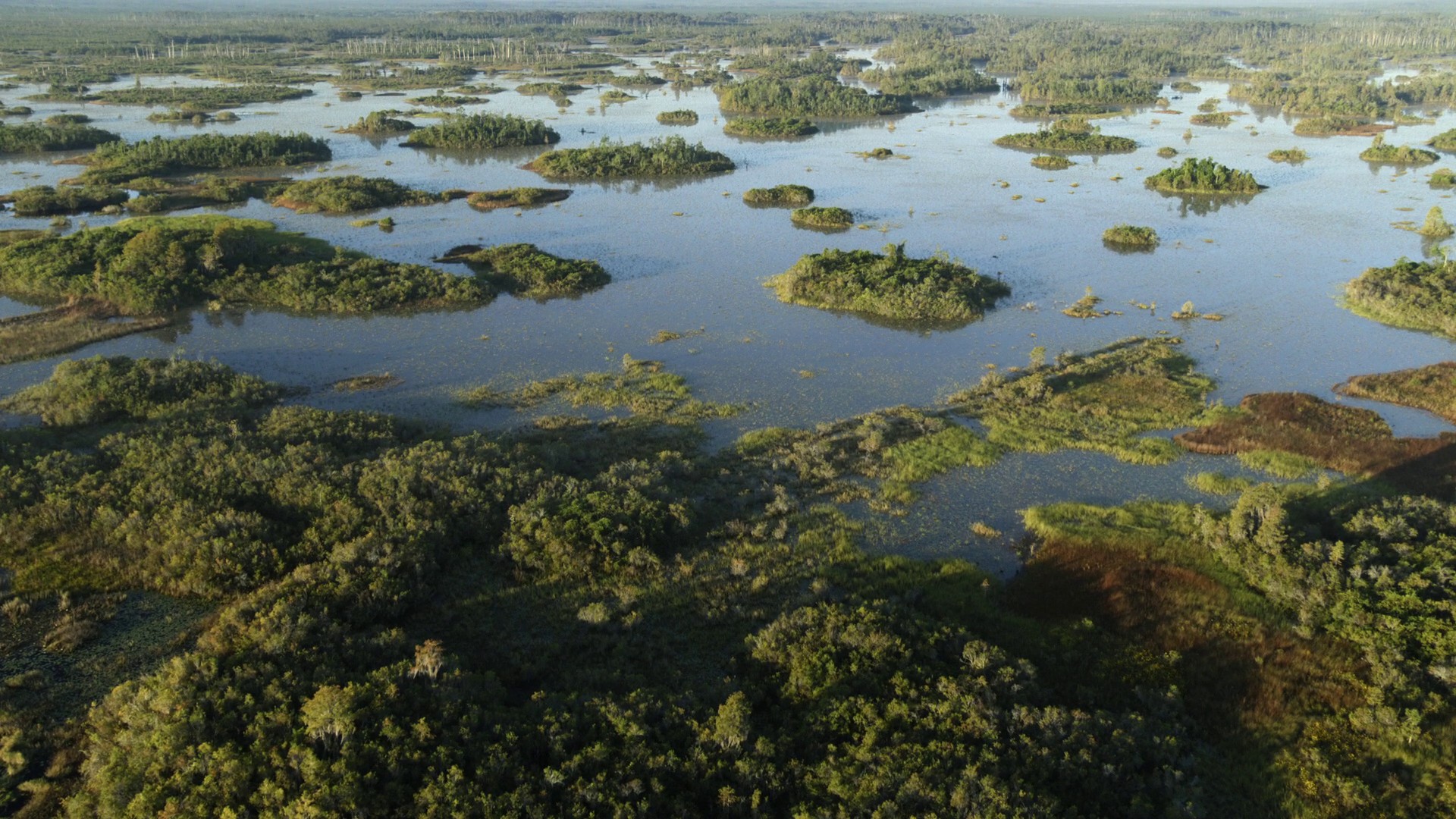 Swamps (2023) —  shot,  lighting