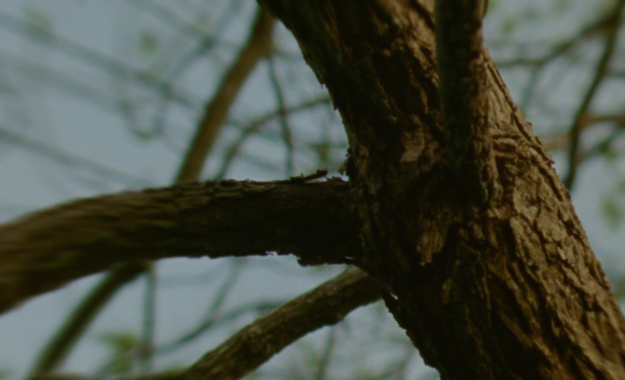 SALA (2024) —  shot,  lighting