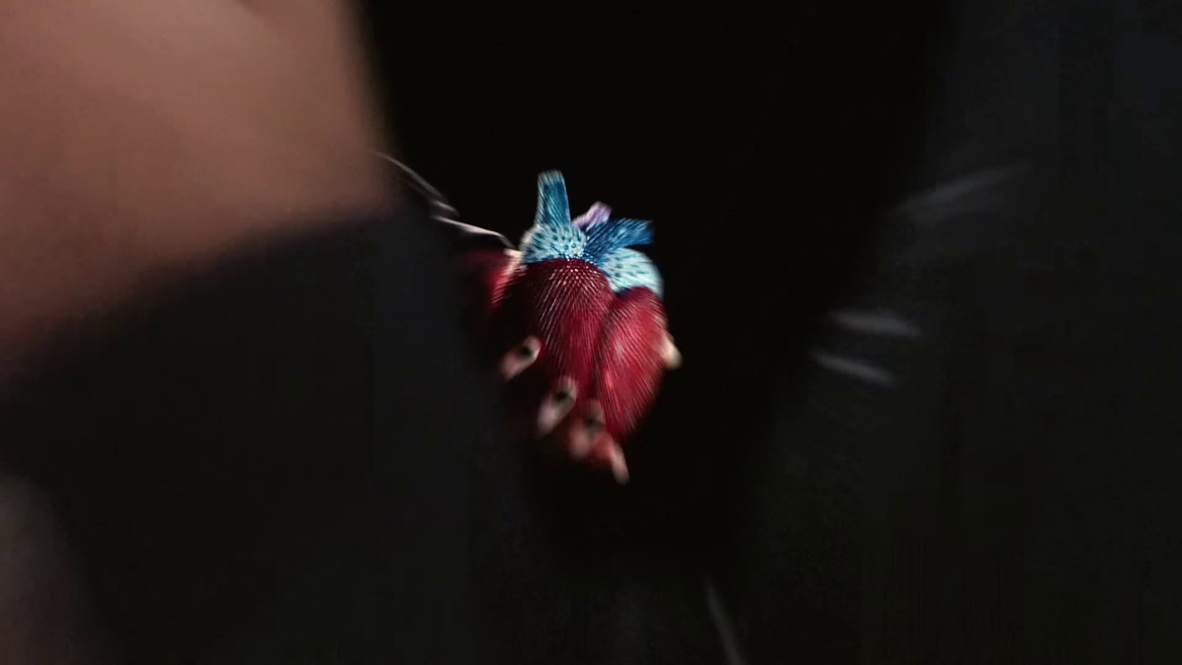 Cœur  (2022) —  shot,  lighting