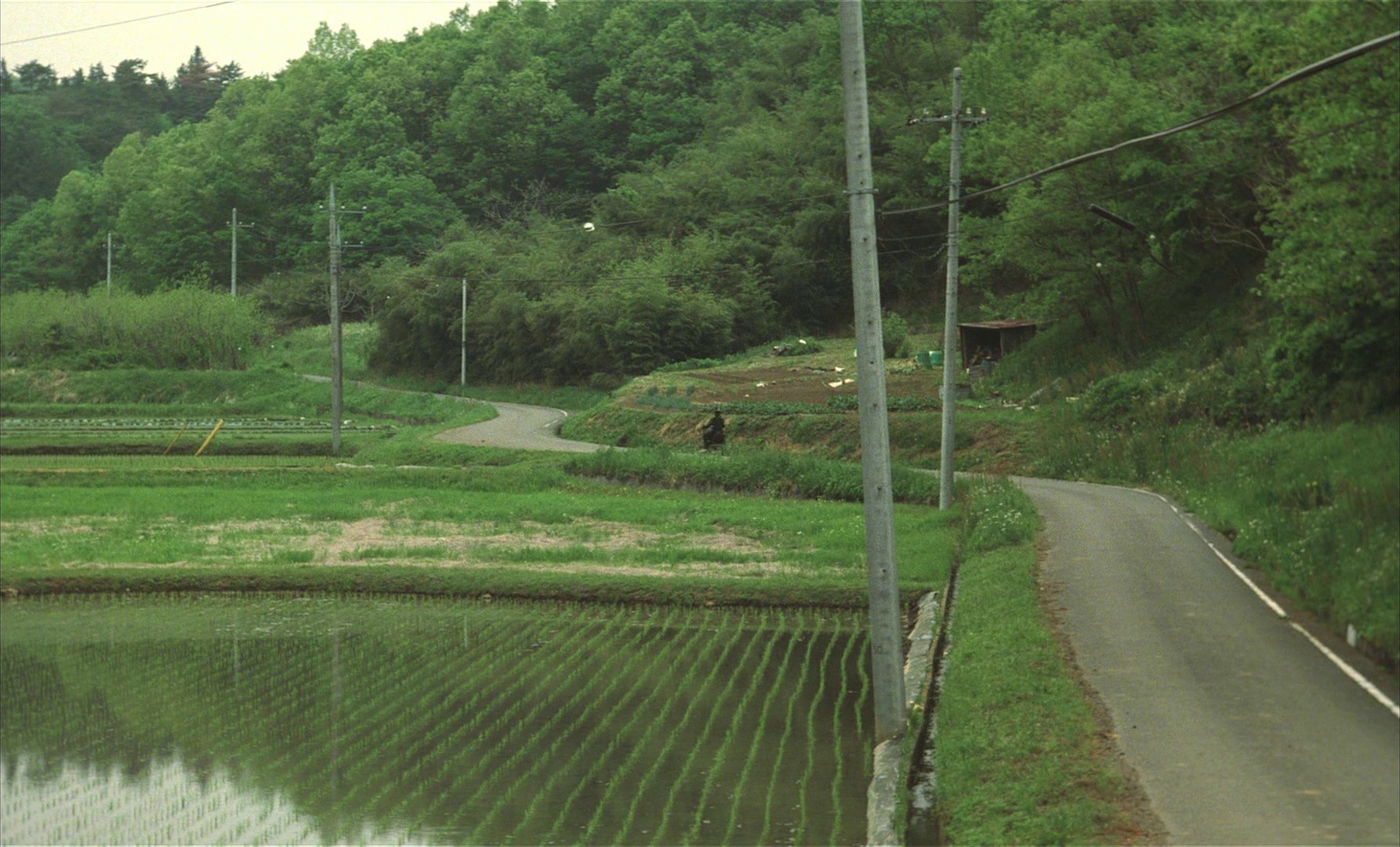 The Taste of Tea (2004) —  shot,  lighting