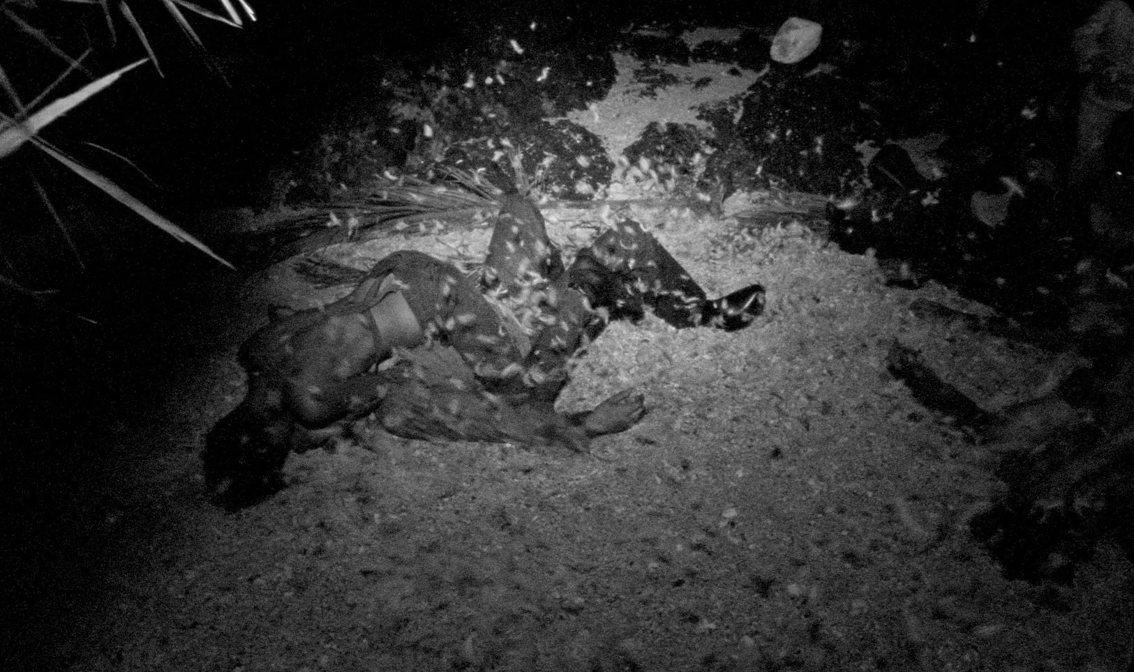 The Wild Boys (2017) —  shot,  lighting