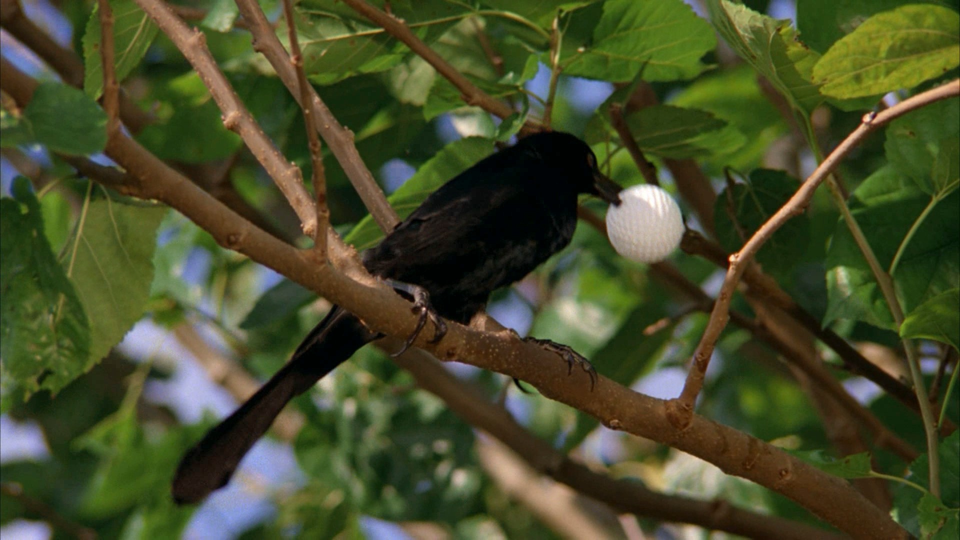 Caddyshack (1980) —  shot,  lighting