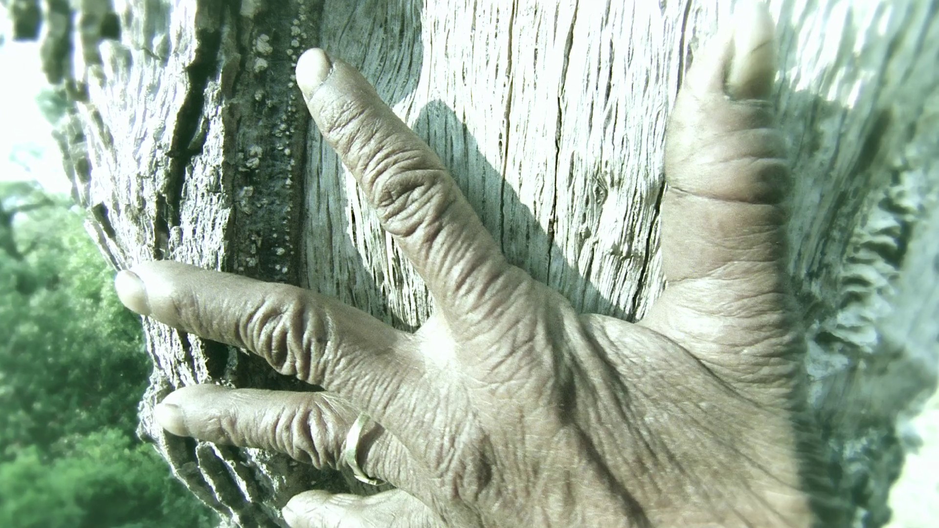 Kaphal: Wild Berries (2013) —  shot,  lighting