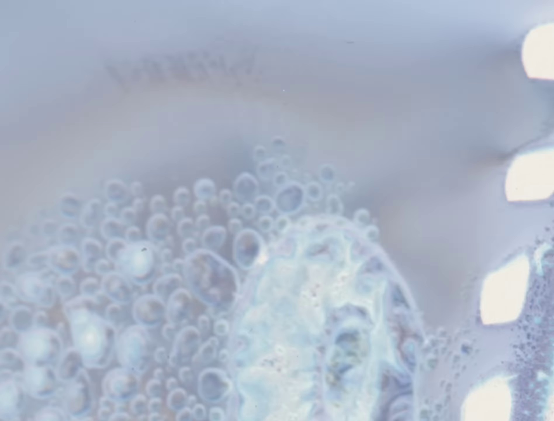 Instinct Animal (2024) —  shot,  lighting