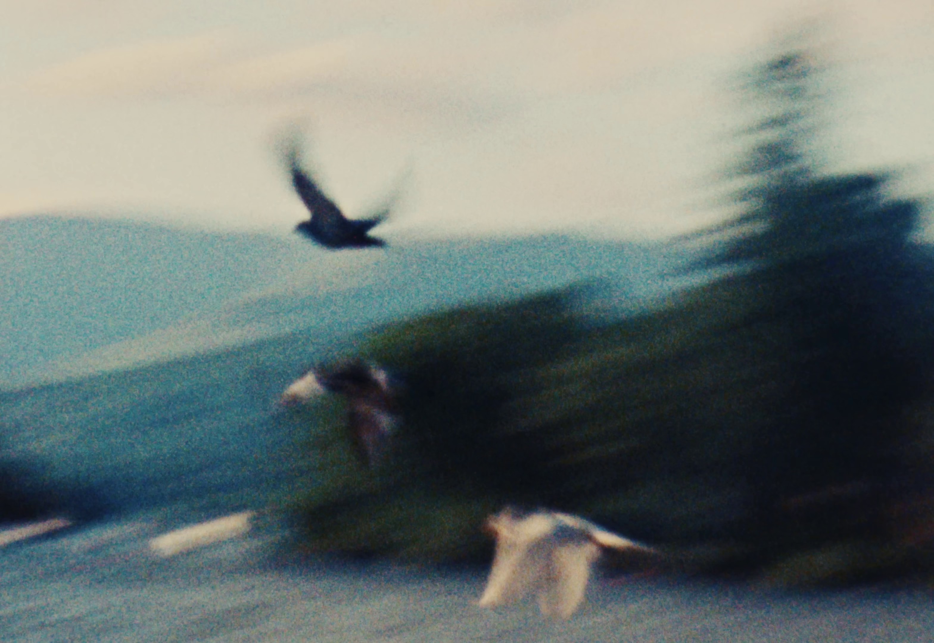 Flava (2024) —  shot,  lighting