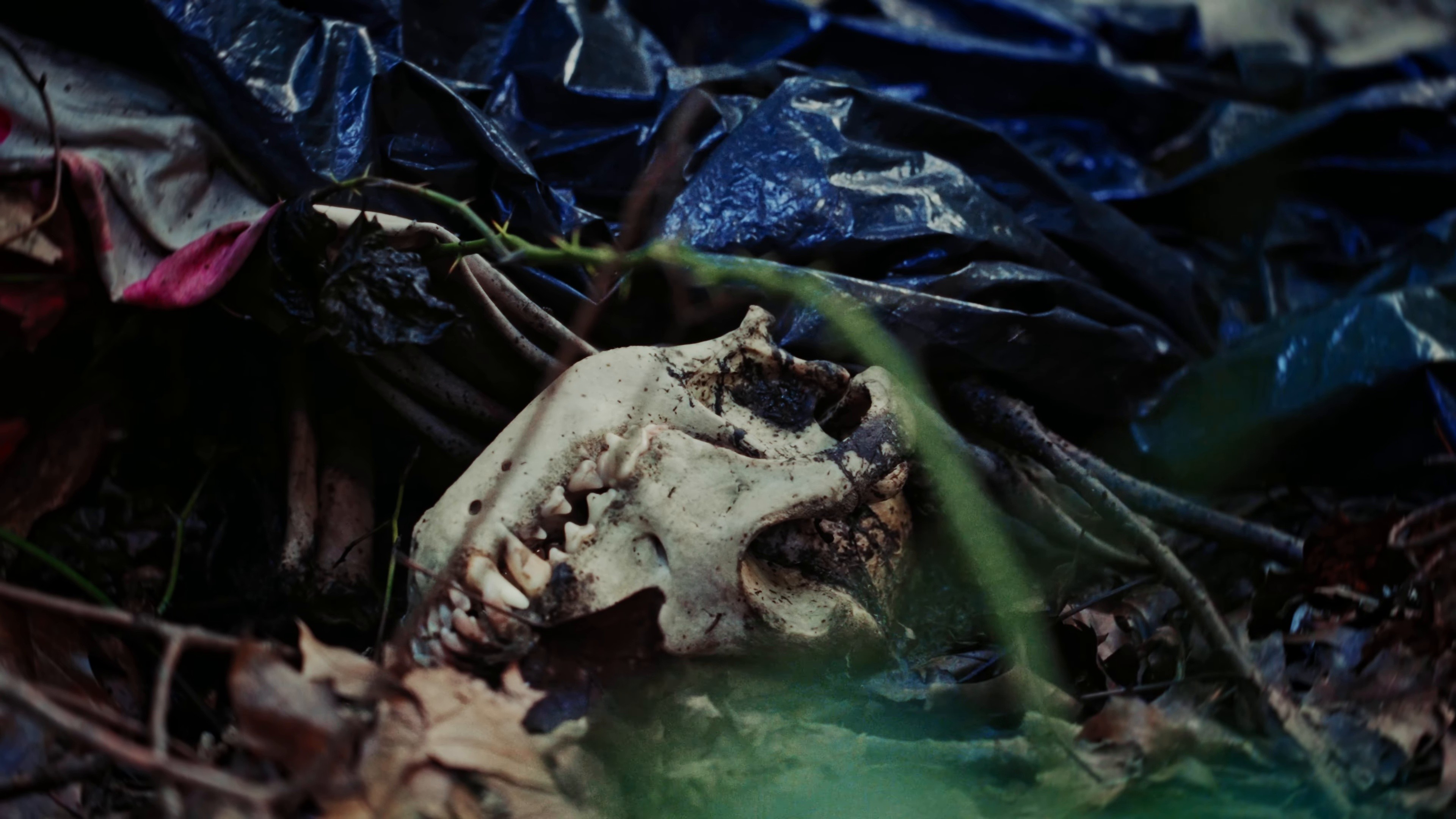 Good Faith (2026) —  shot,  lighting