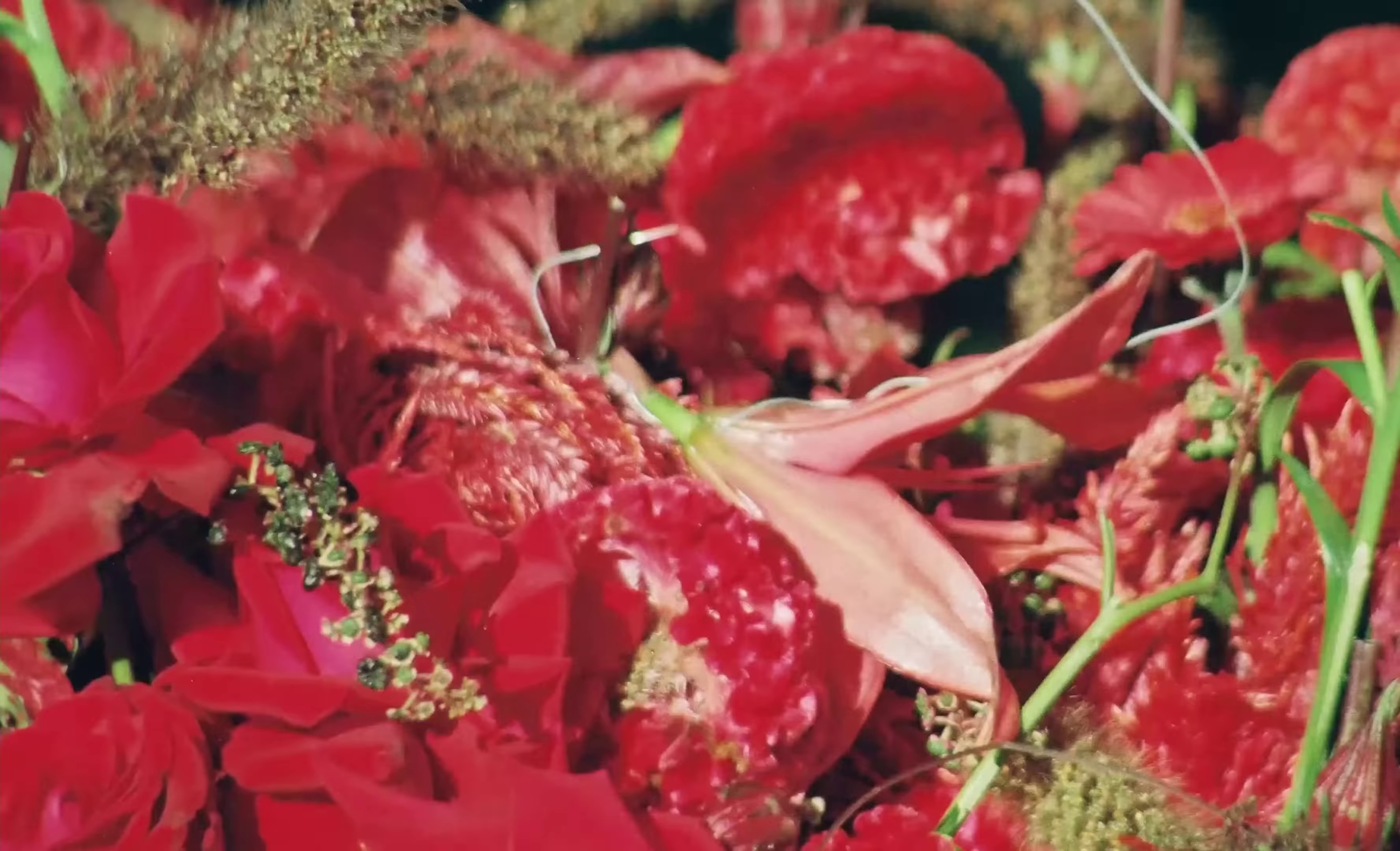 Ojos Verdes (2024) —  shot,  lighting