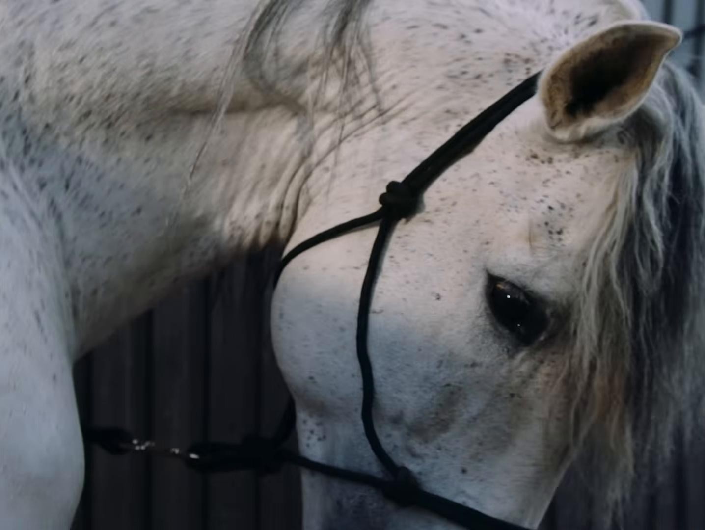 Love Lasso (2025) —  shot,  lighting