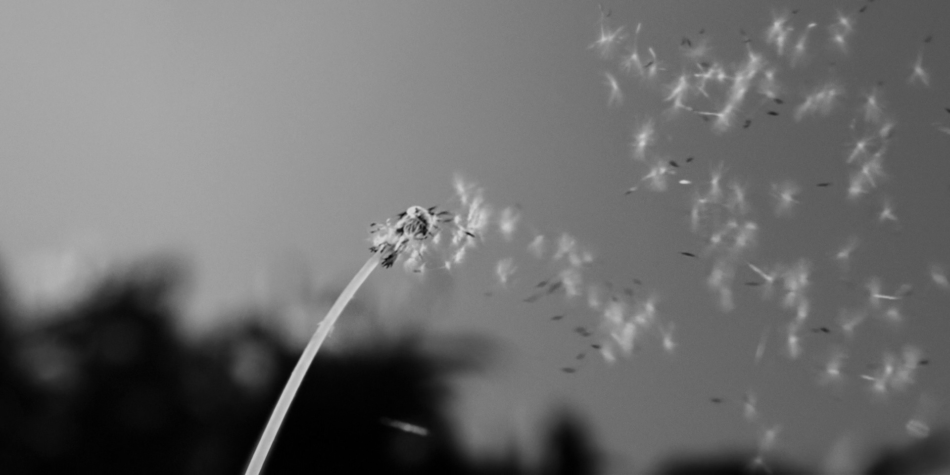 The Imposter (2024) —  shot,  lighting