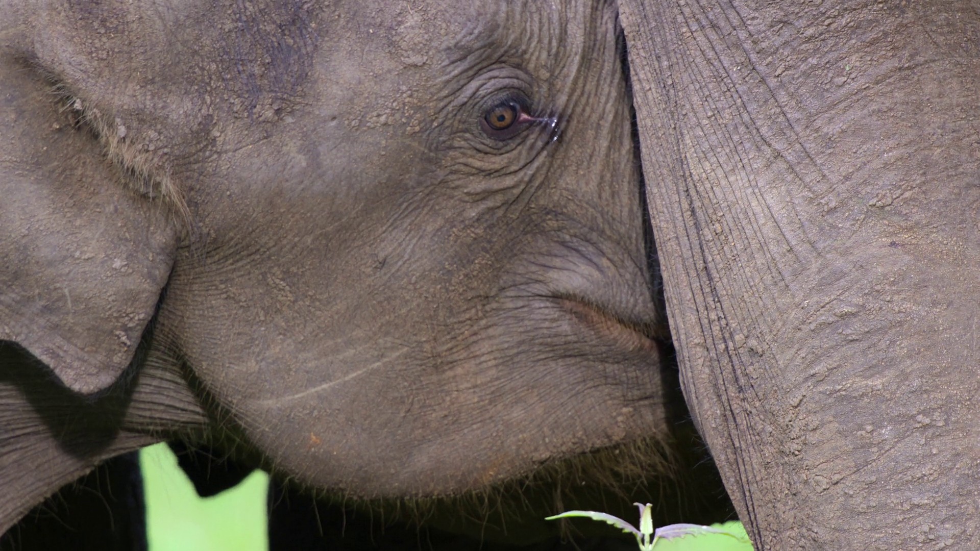 Freedom to Roam (2023) —  shot,  lighting