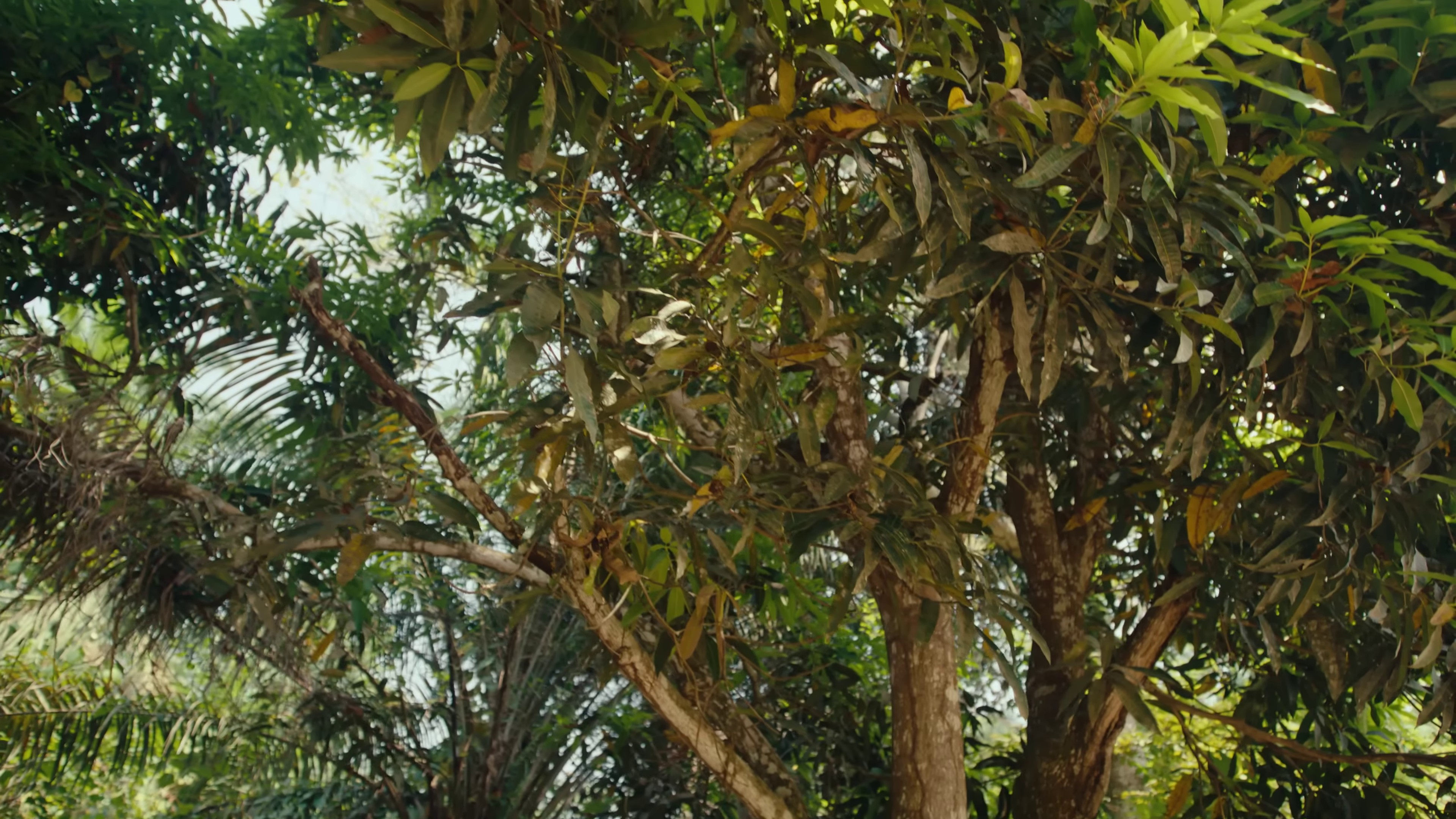 Adaugo (2023) —  shot,  lighting