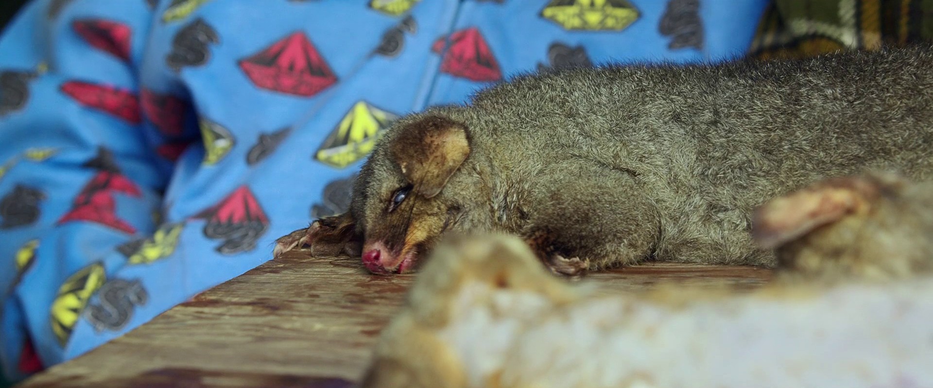Hunt for the Wilderpeople (2016) —  shot,  lighting