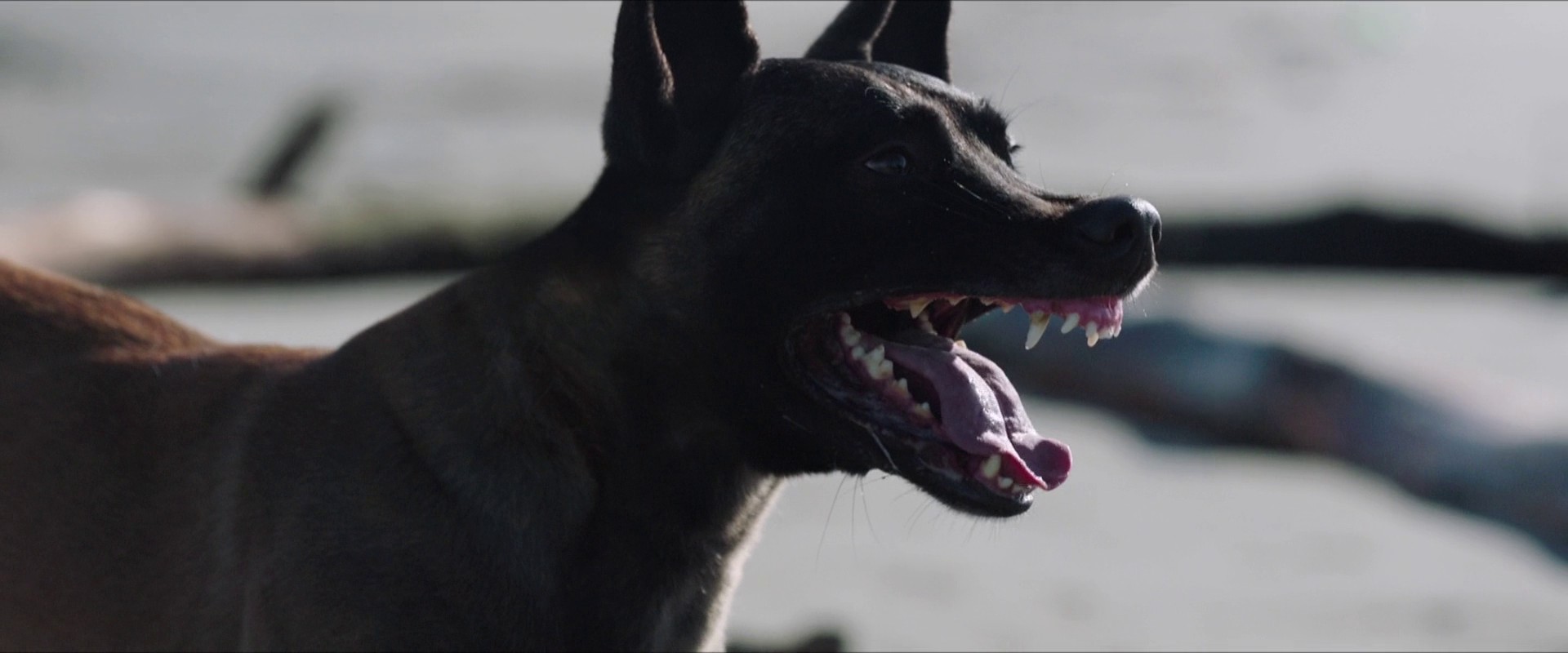 The Land of the Sons (2021) —  shot,  lighting