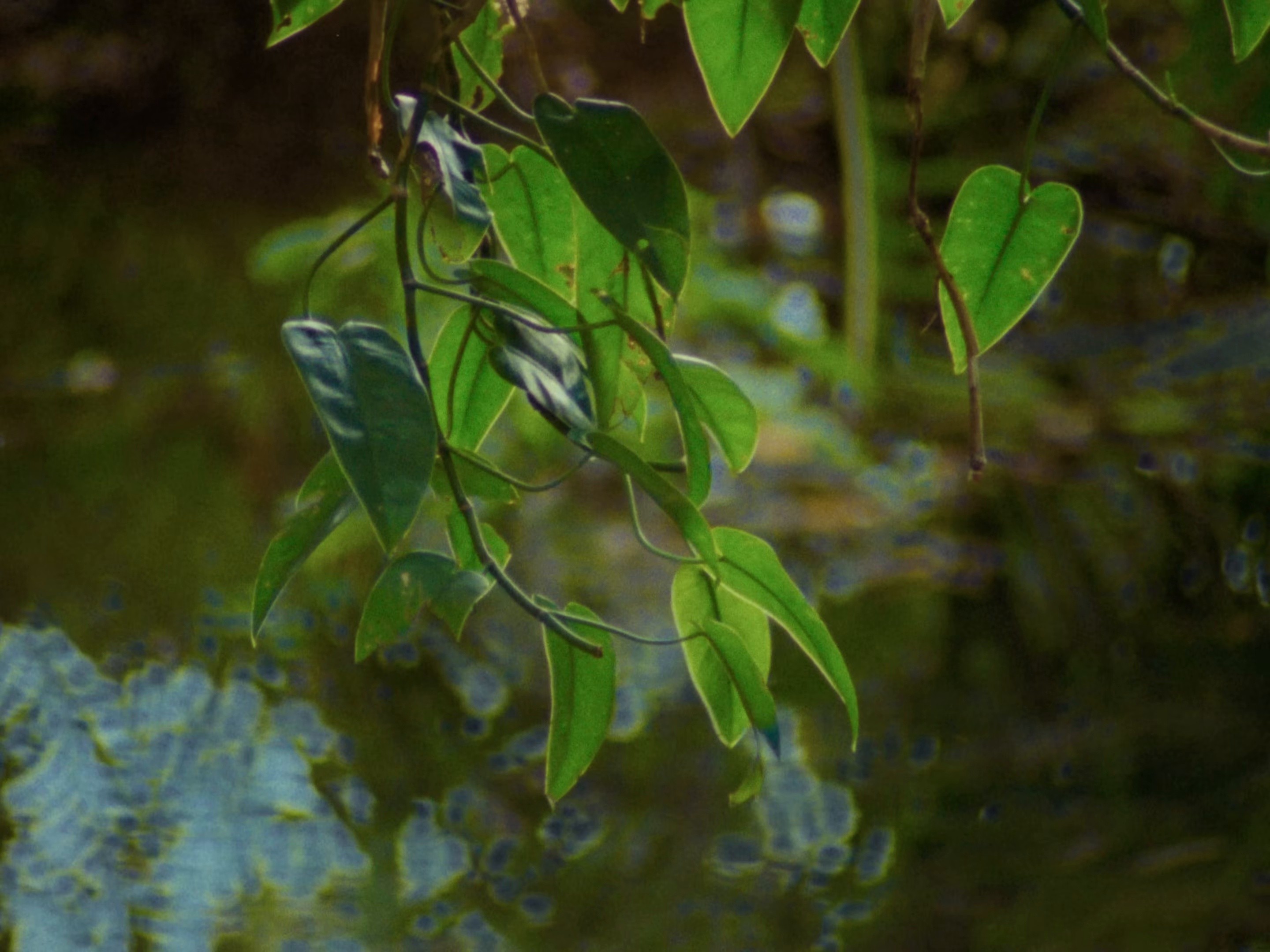 Bendito Vicio (2026) —  shot,  lighting