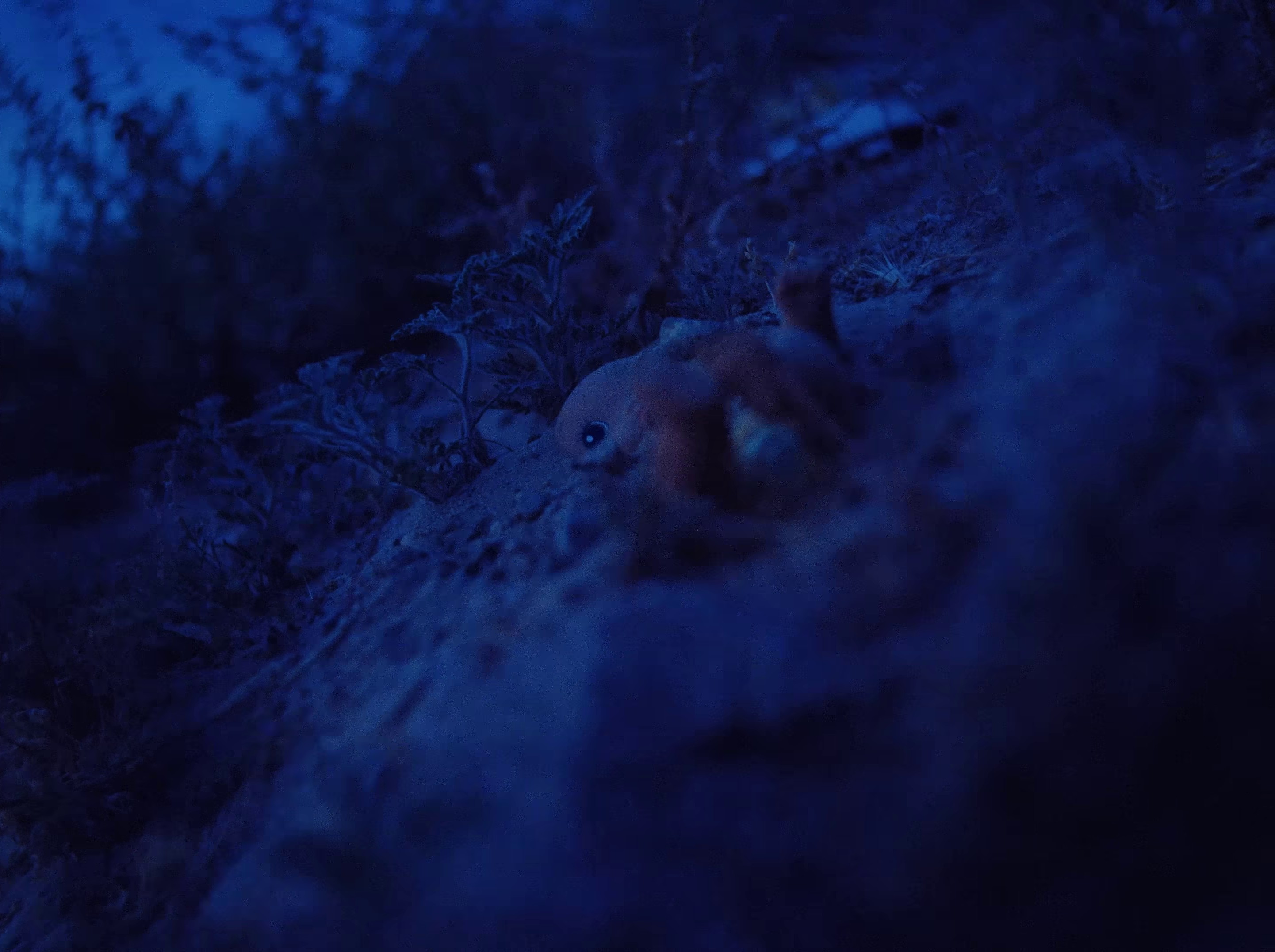 Mama's boy (2023) —  shot,  lighting