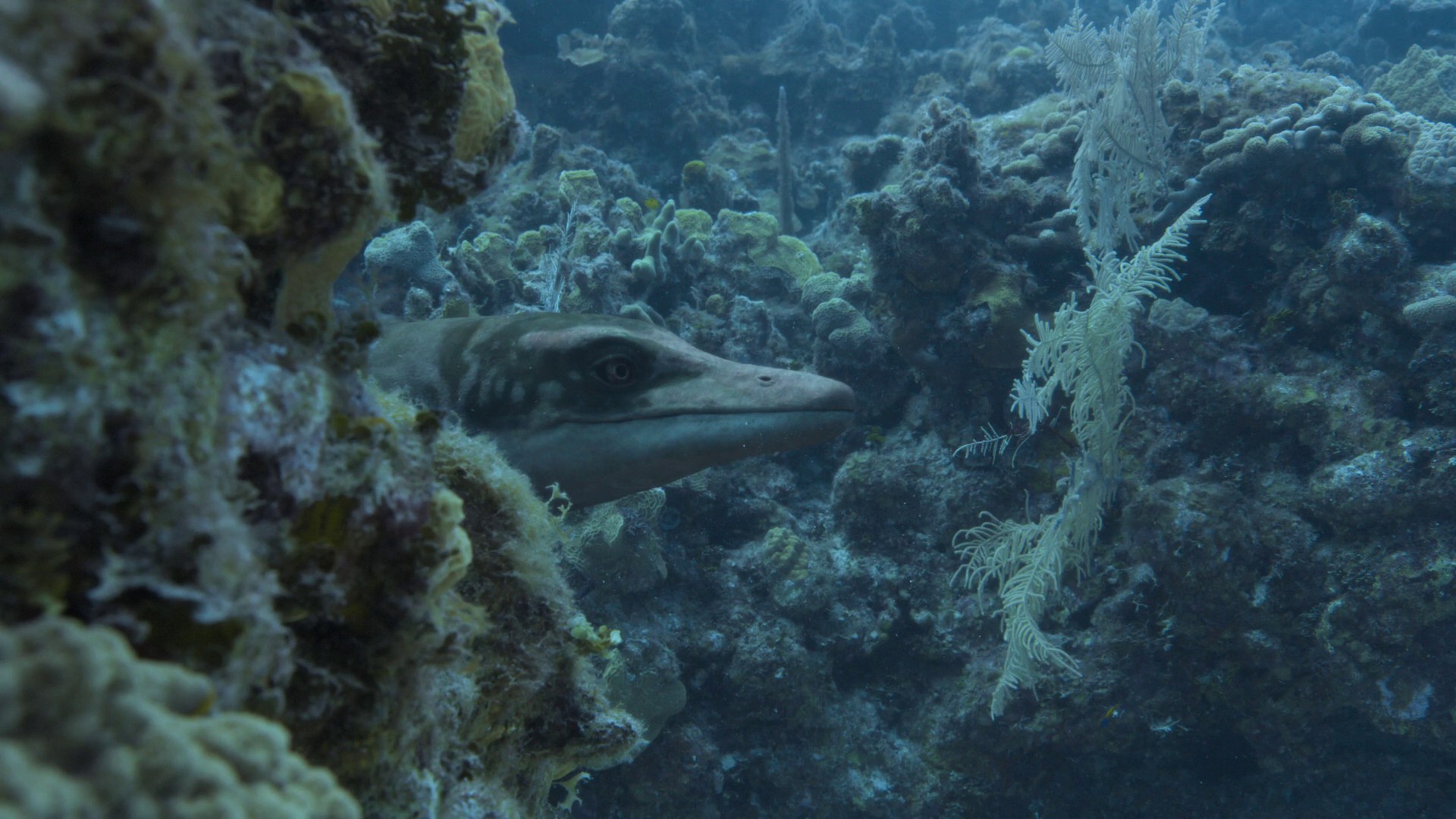 Oceans (2023) —  shot,  lighting