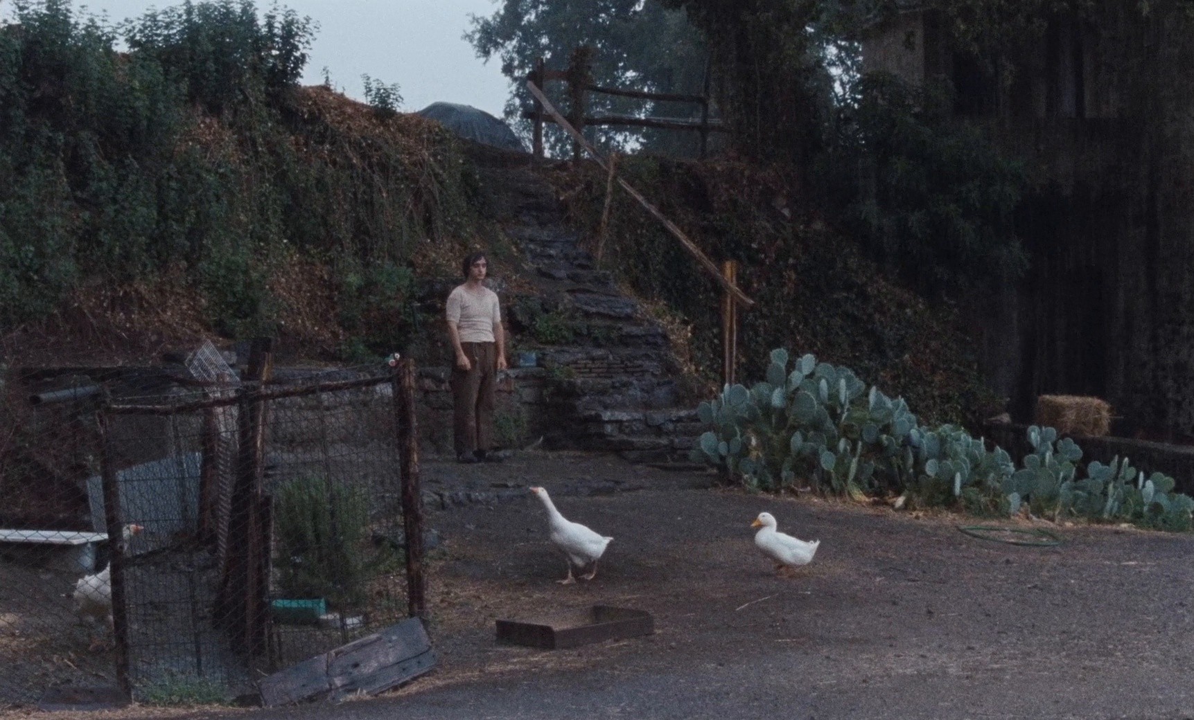 Happy as Lazzaro (2018) —  shot,  lighting