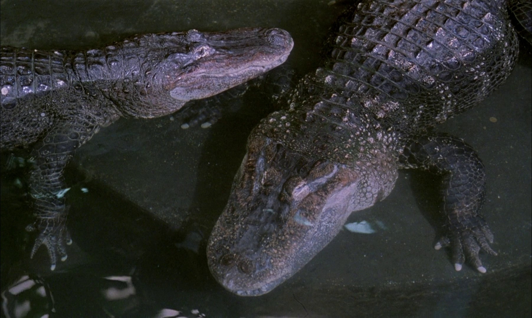 A Zed & Two Noughts (1985) —  shot,  lighting