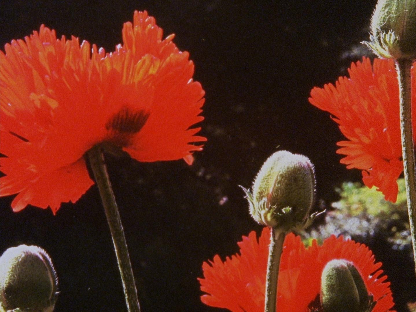 Wasteland No.1 - Ardent, Verdant (2017) —  shot,  lighting