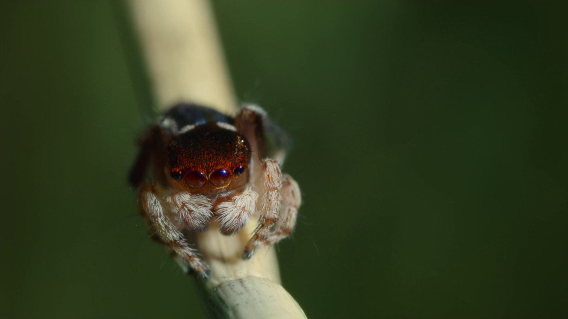 Invaders of the Land (2023) —  shot,  lighting