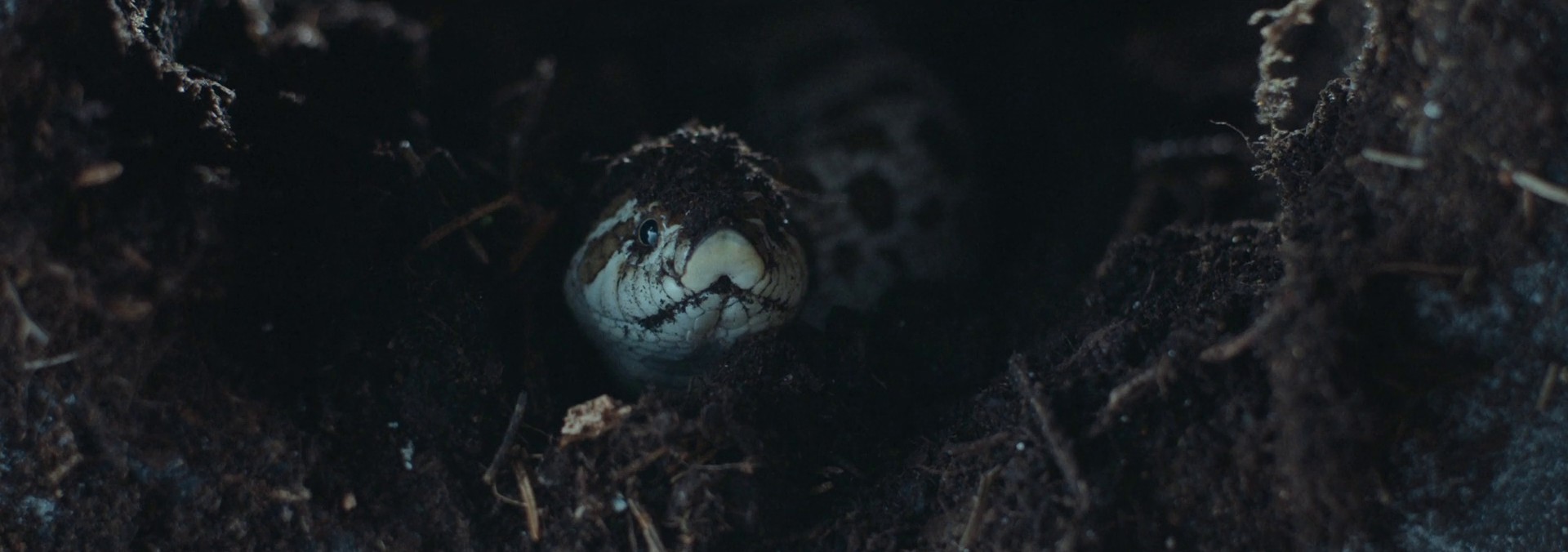 in Cold Blood (2017) —  shot,  lighting