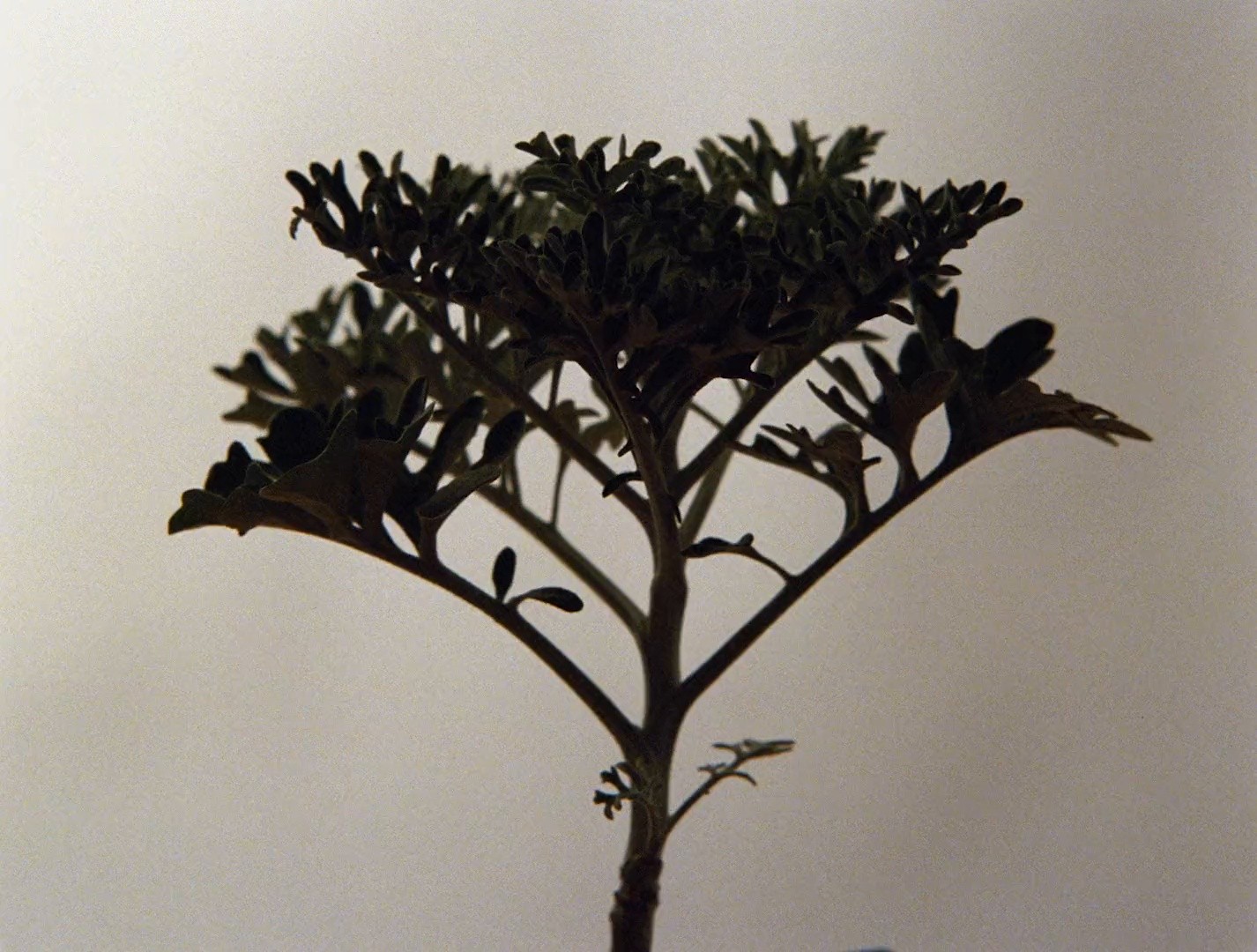 Solo by LOEWE (2024) —  shot,  lighting