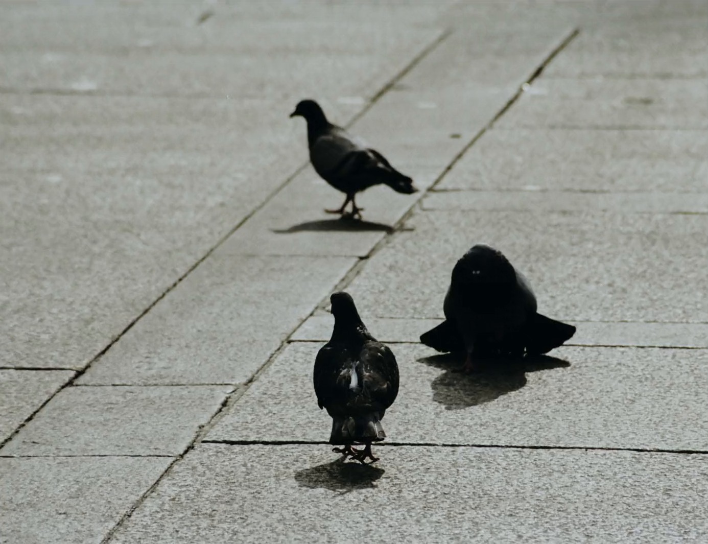 GUCCI - MEN SS25 - SHOW TEASER (2024) —  shot,  lighting