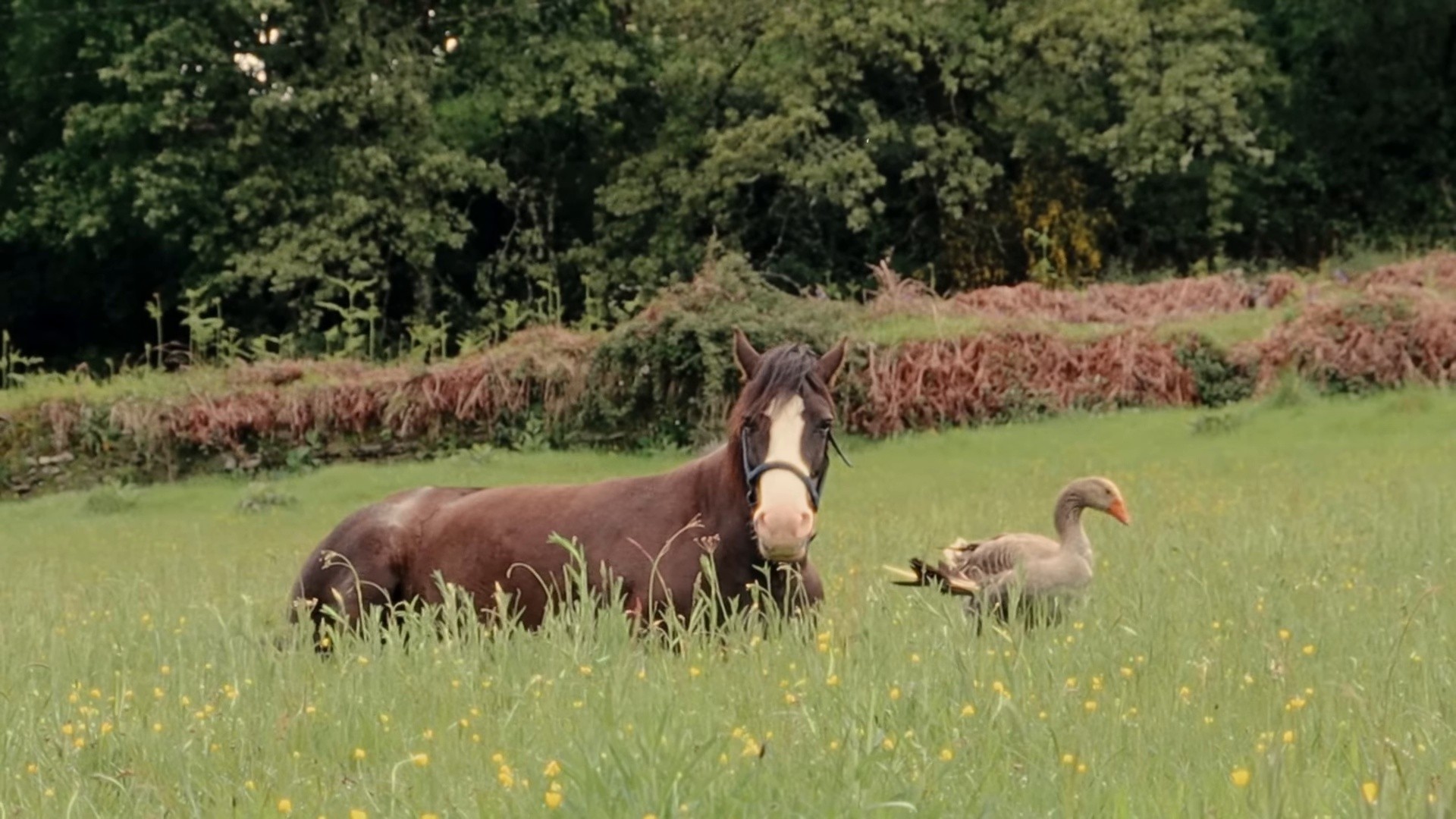 La Belleza (2025) —  shot,  lighting