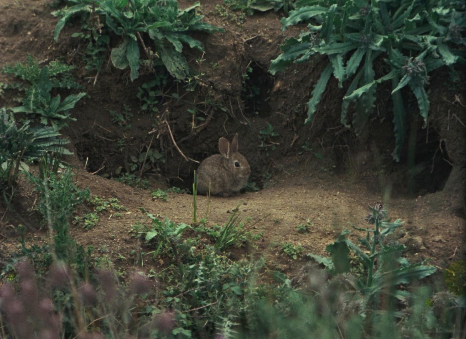 Trails (1978) —  shot,  lighting