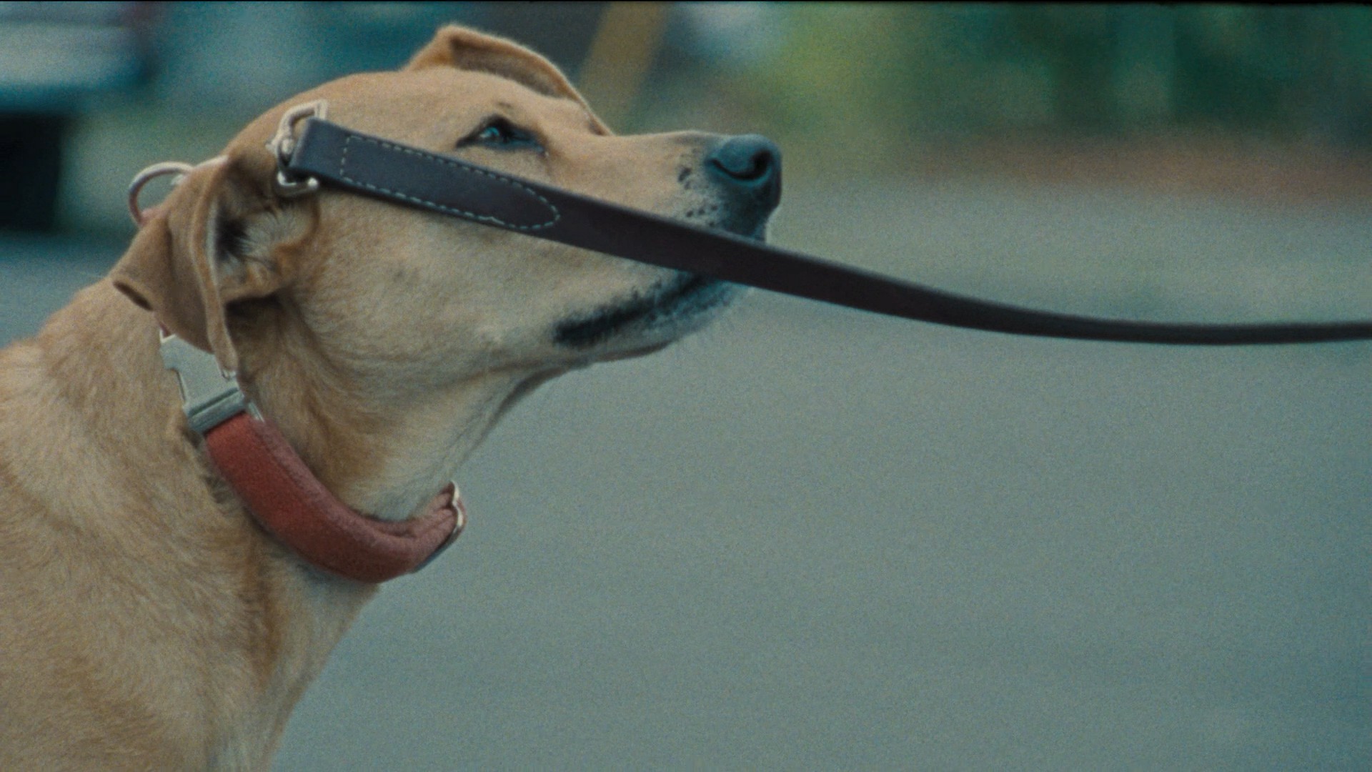 Wendy and Lucy (2008) —  shot,  lighting