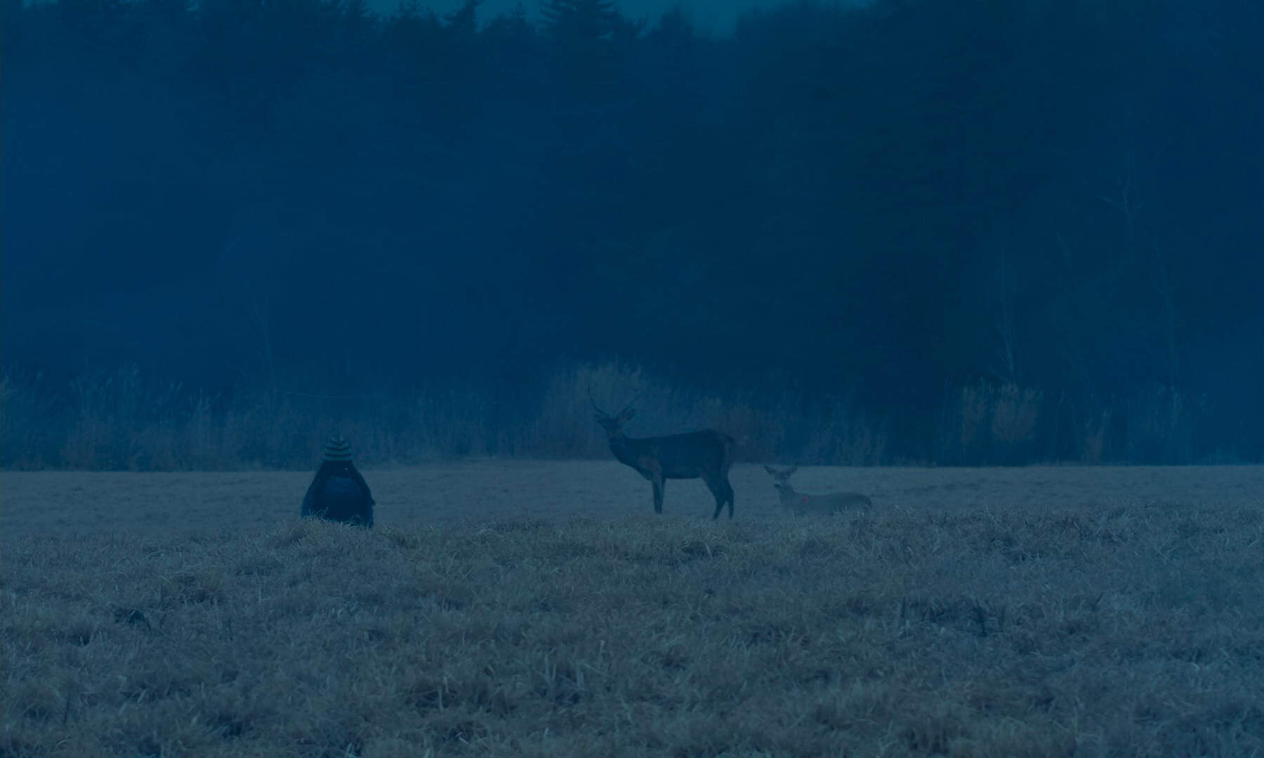 Evil Does Not Exist (2024) —  shot,  lighting