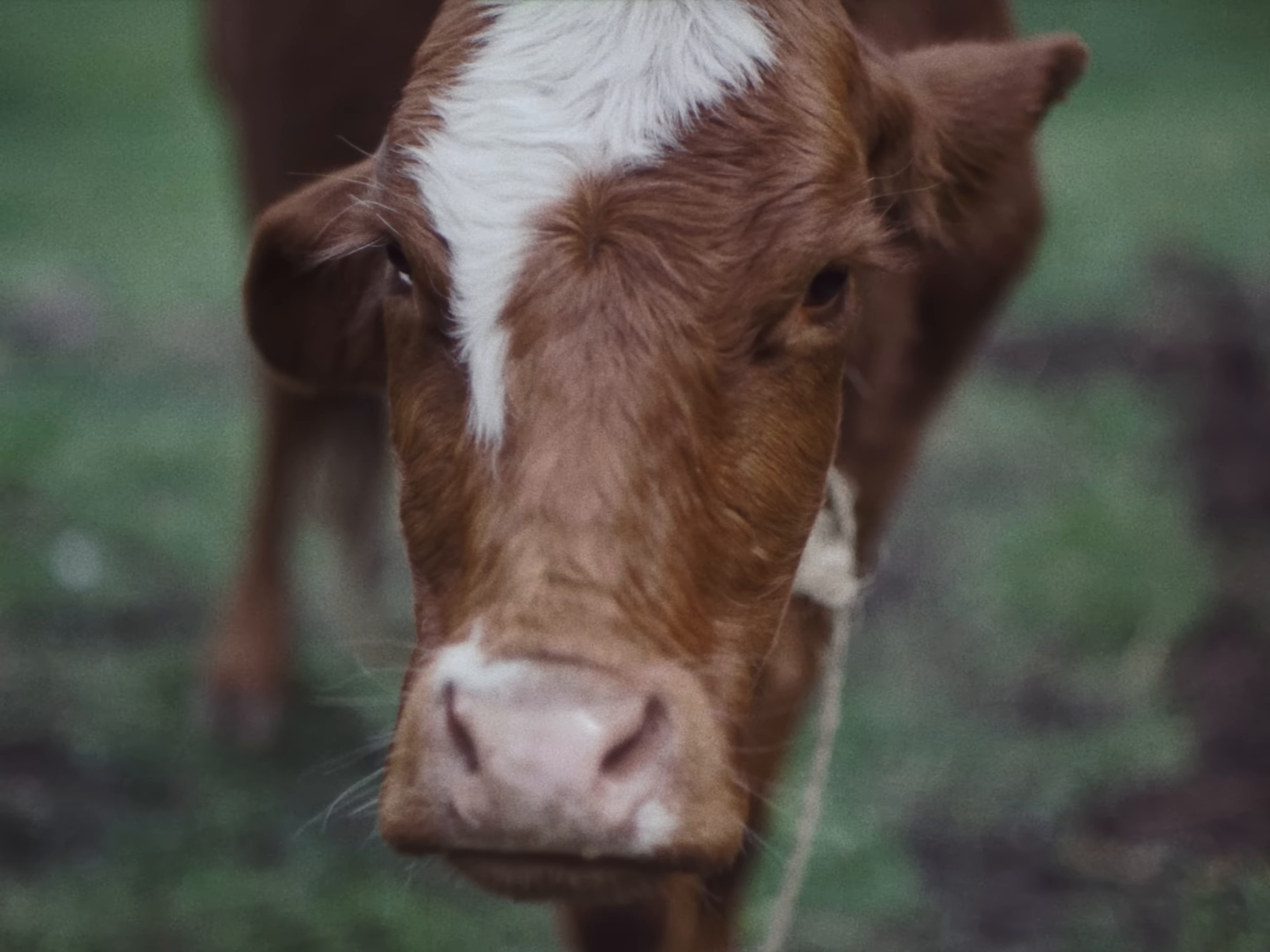 Show Pony (2024) —  shot,  lighting