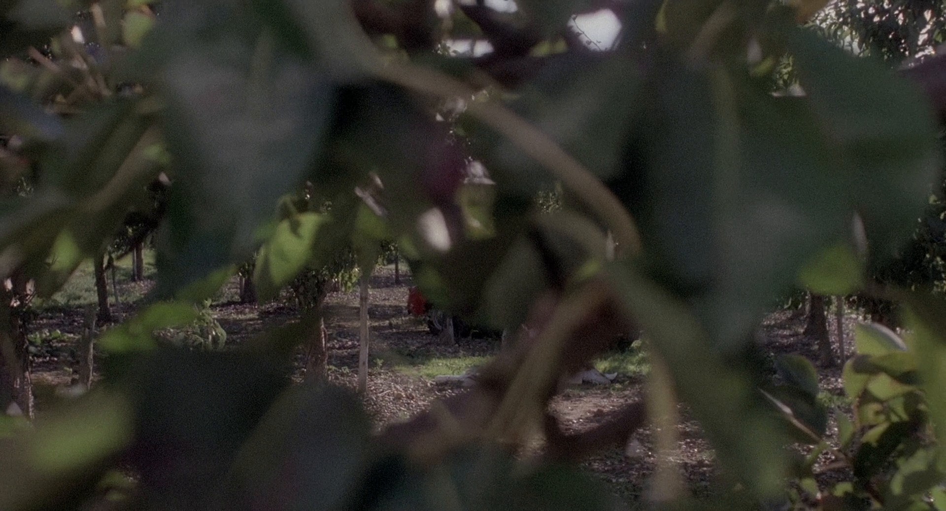 The Orchard End Murder (1981) —  shot,  lighting