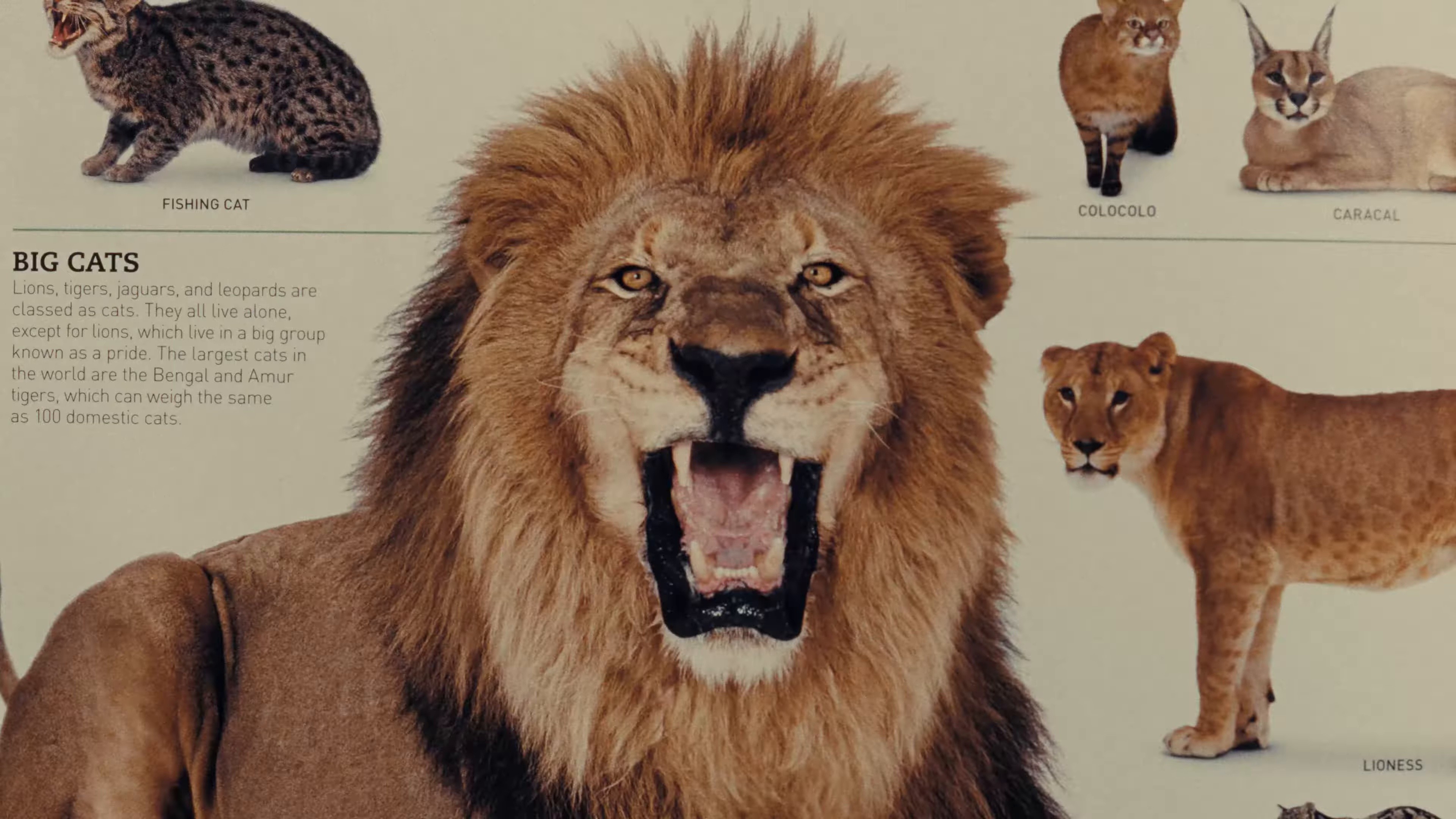 Animaru (2025) —  shot,  lighting