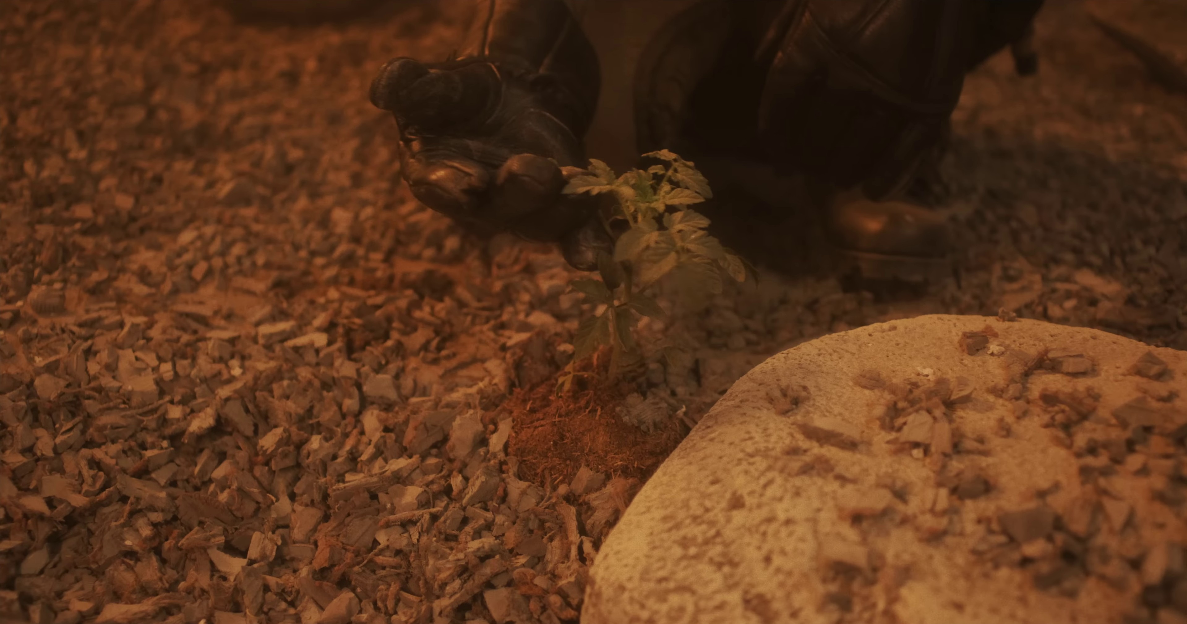 Miss My Dawgs (2022) —  shot,  lighting