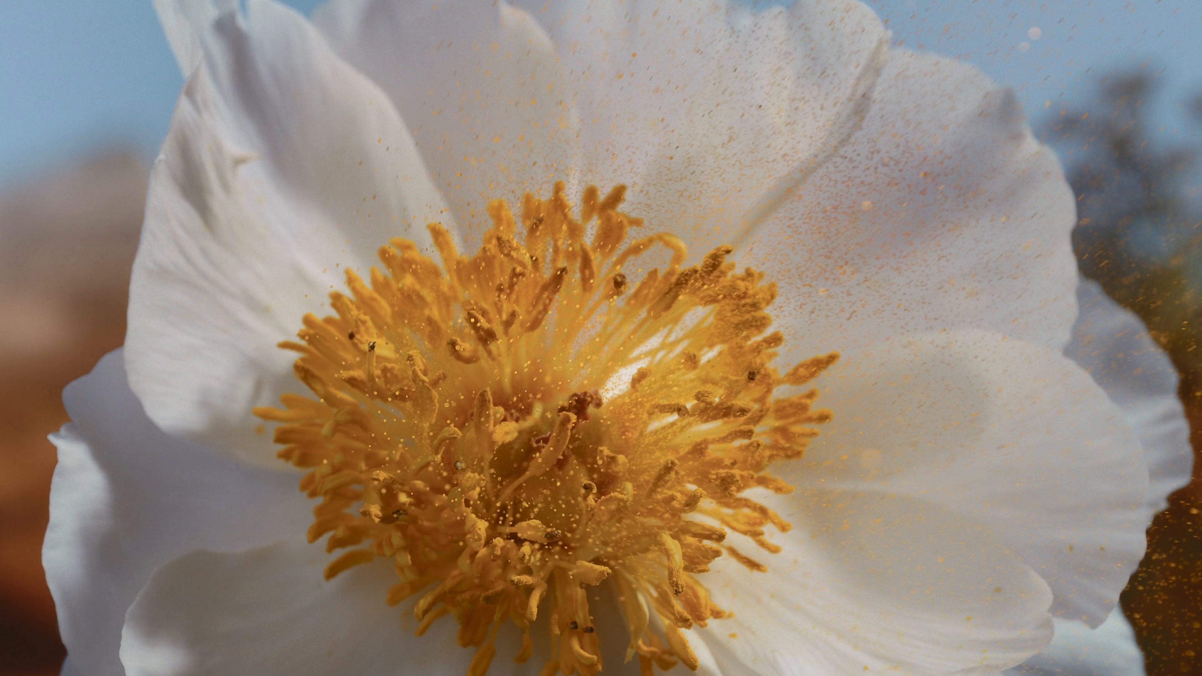 CHLOE — WE BLOSSOM TOGETHER (2024) —  shot,  lighting