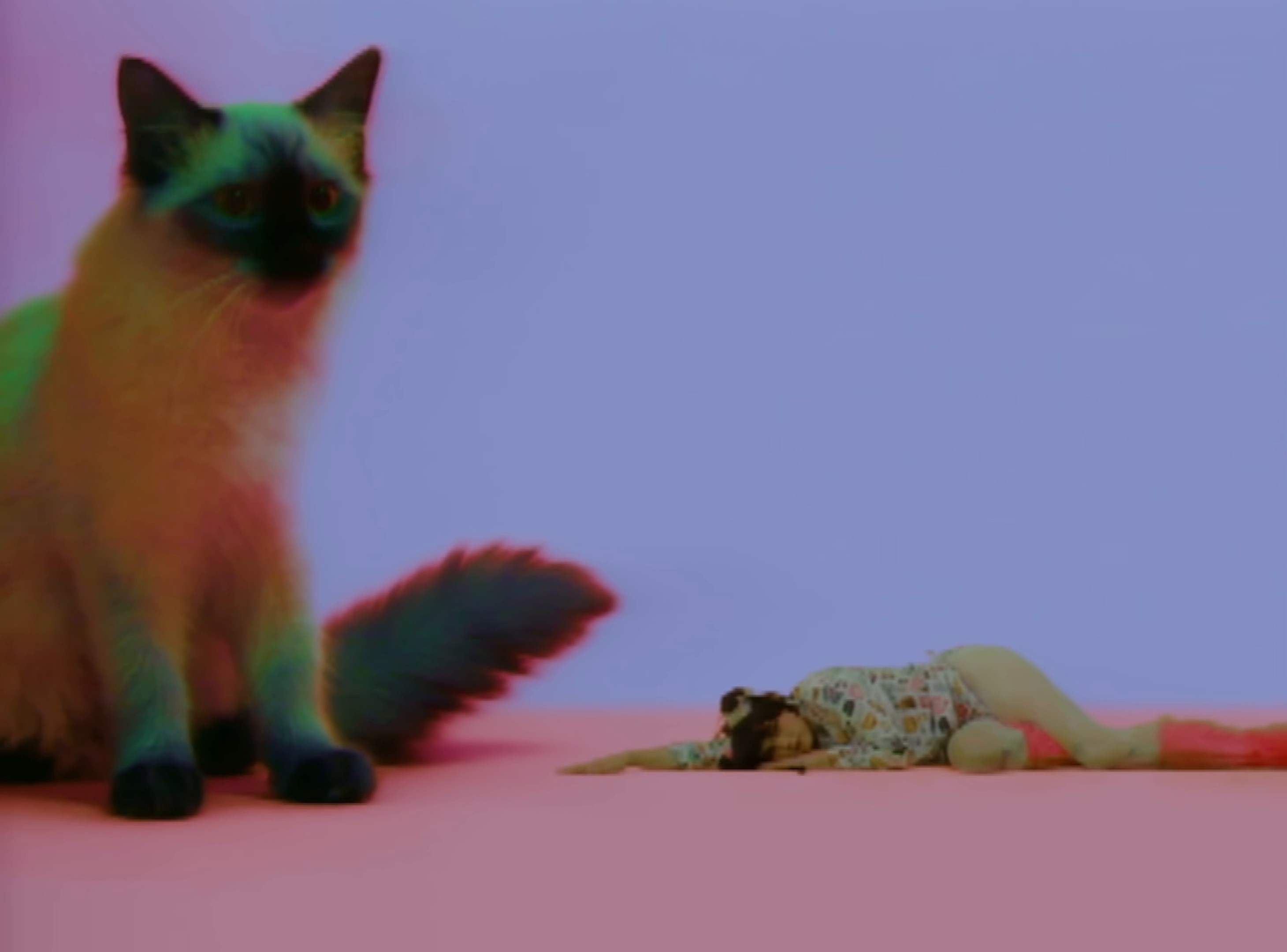 Animal (2024) —  shot,  lighting