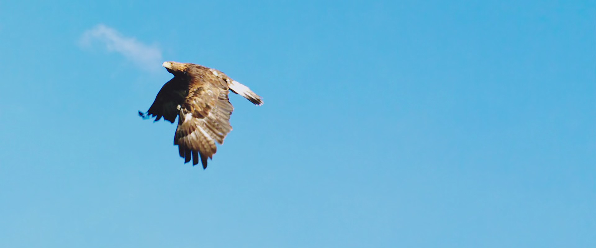 Heidi (2015) —  shot,  lighting