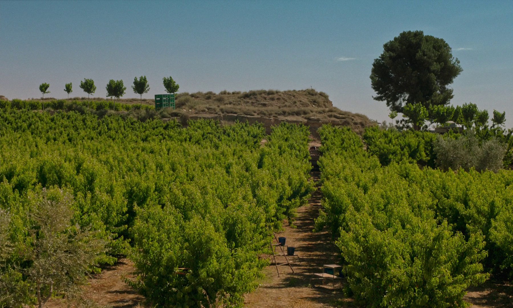 Alcarras (2022) —  shot,  lighting