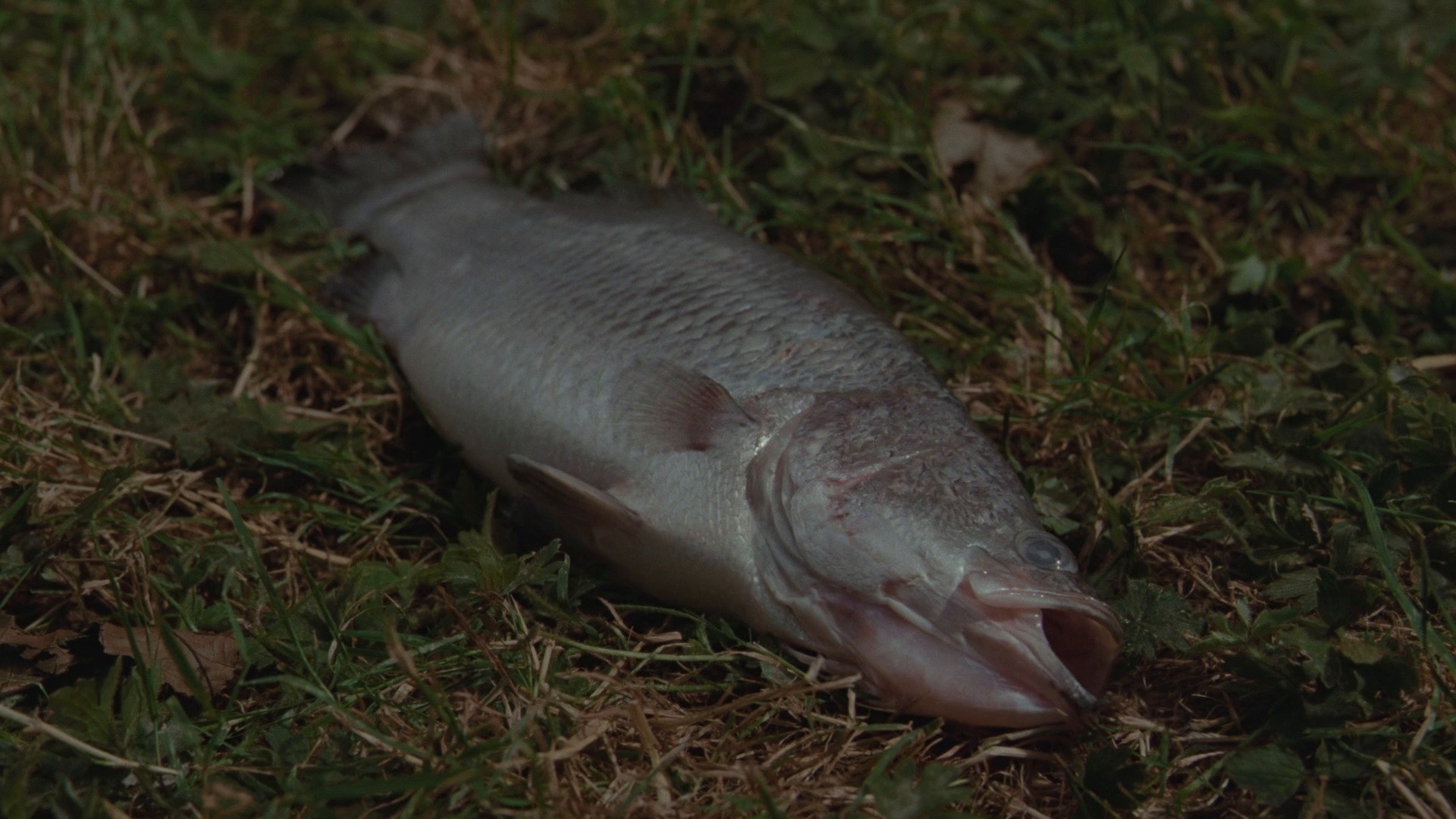 Holocene (2026) —  shot,  lighting