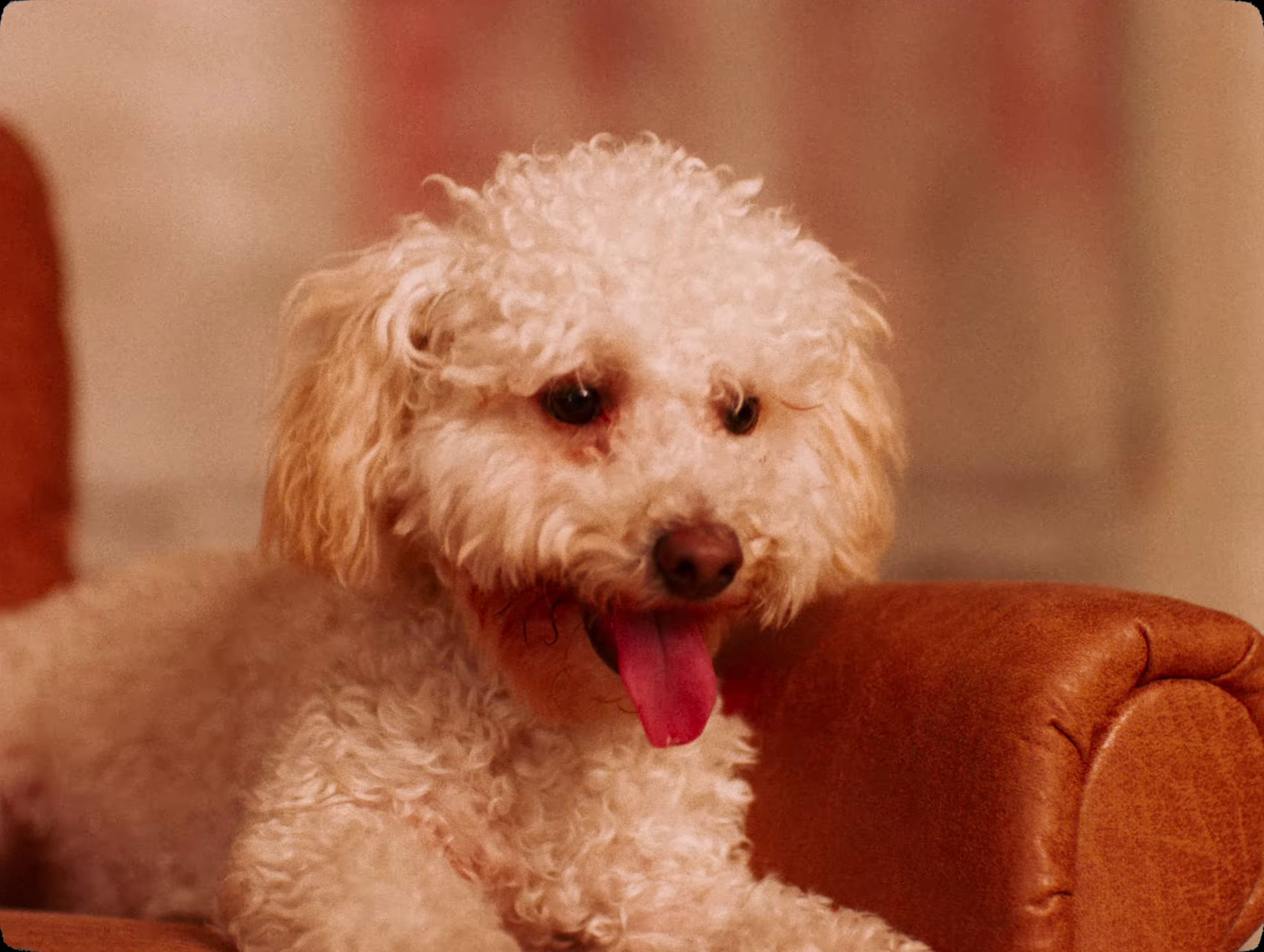 Gentleman (2024) —  shot,  lighting