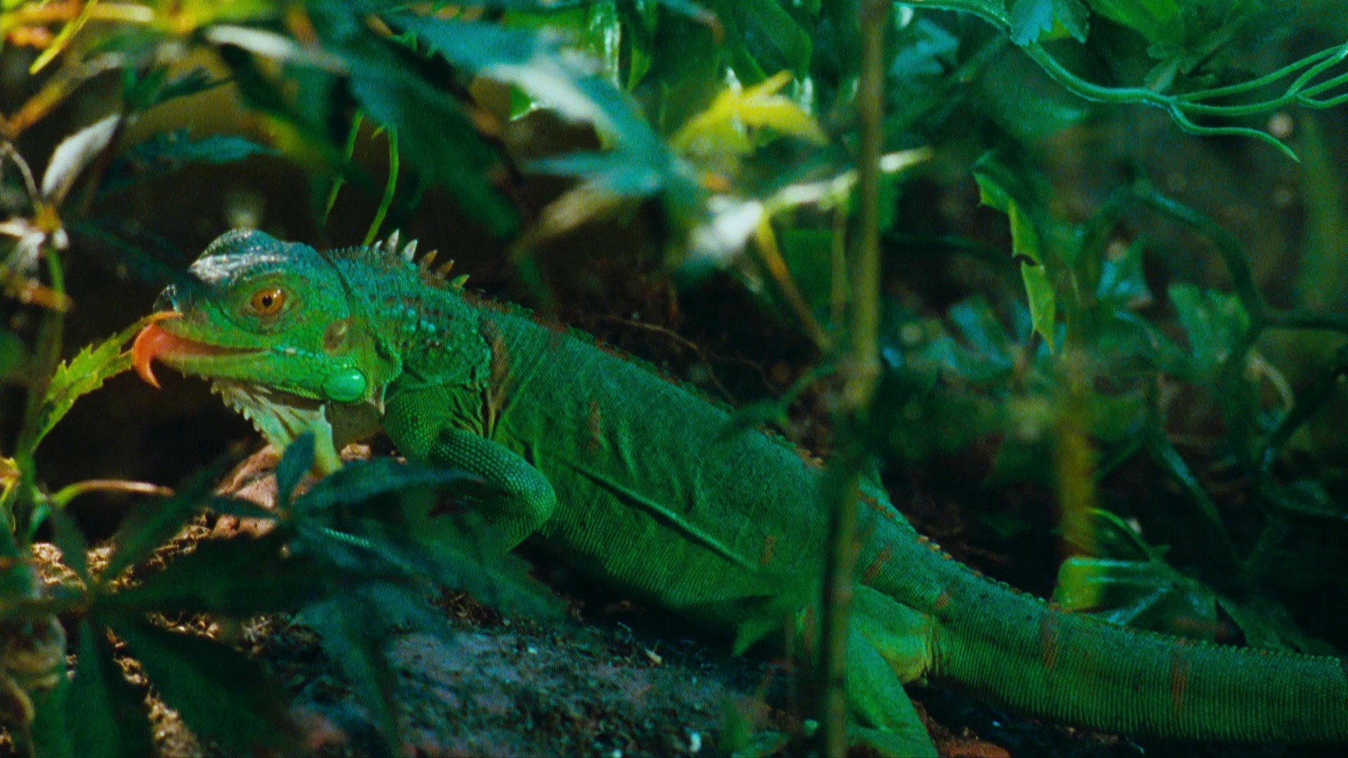 Friday (1995) —  shot,  lighting