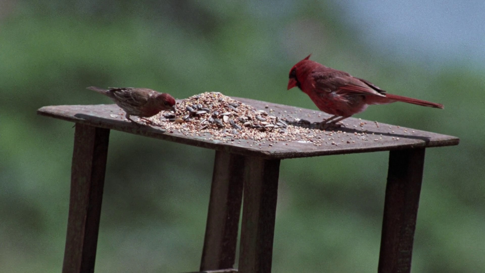 The Great Gatsby (1974) —  shot,  lighting