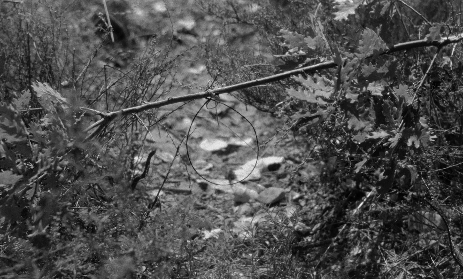 Mouchette (1969) —  shot,  lighting