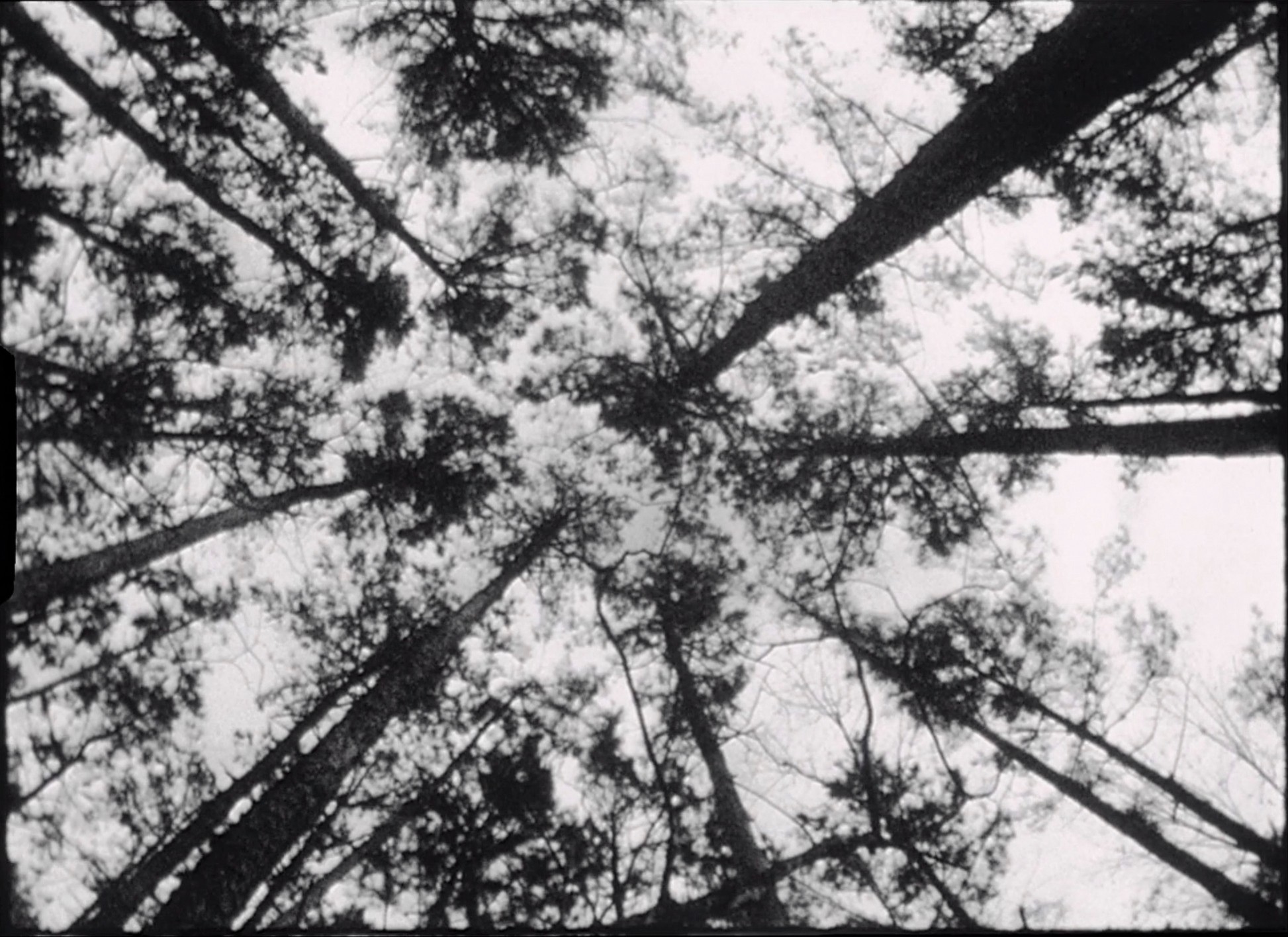 Winter's Bone (2010) —  shot,  lighting