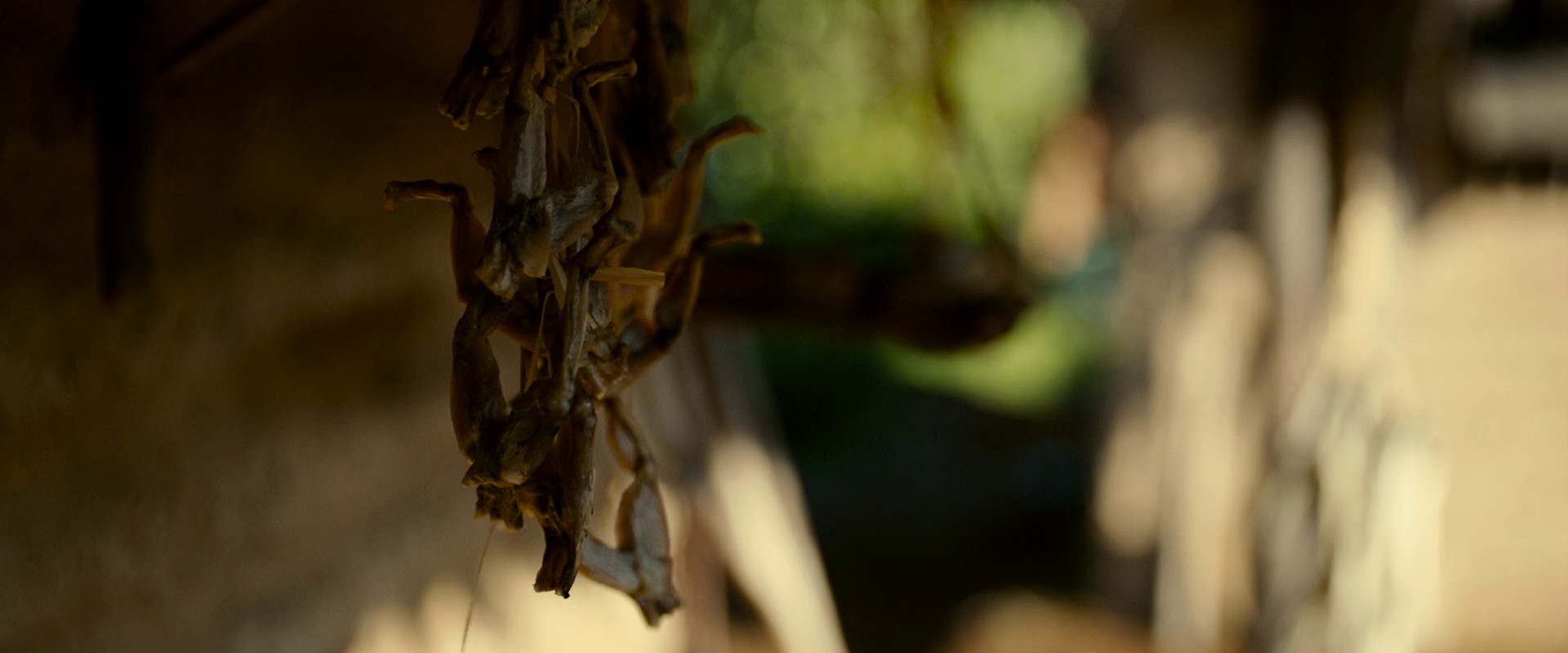 Kingdom (2019) —  shot,  lighting